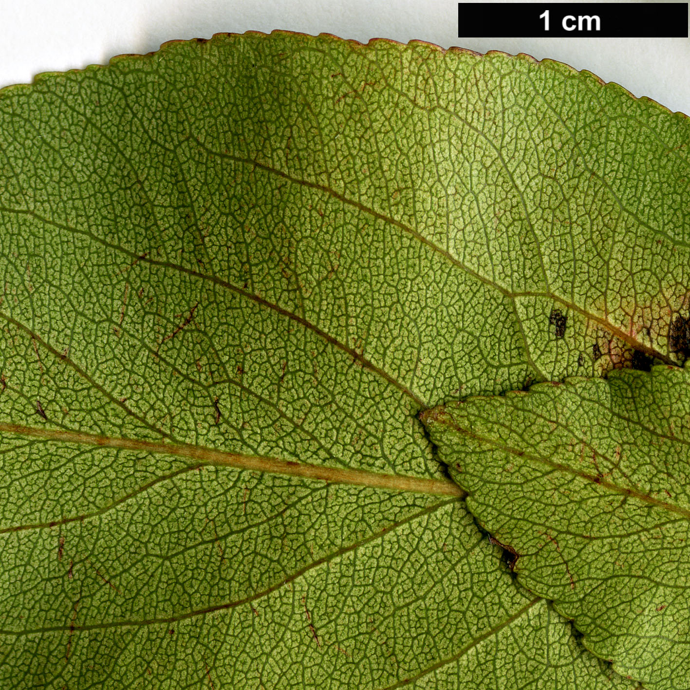 High resolution image: Family: Rosaceae - Genus: Pyrus - Taxon: betulifolia