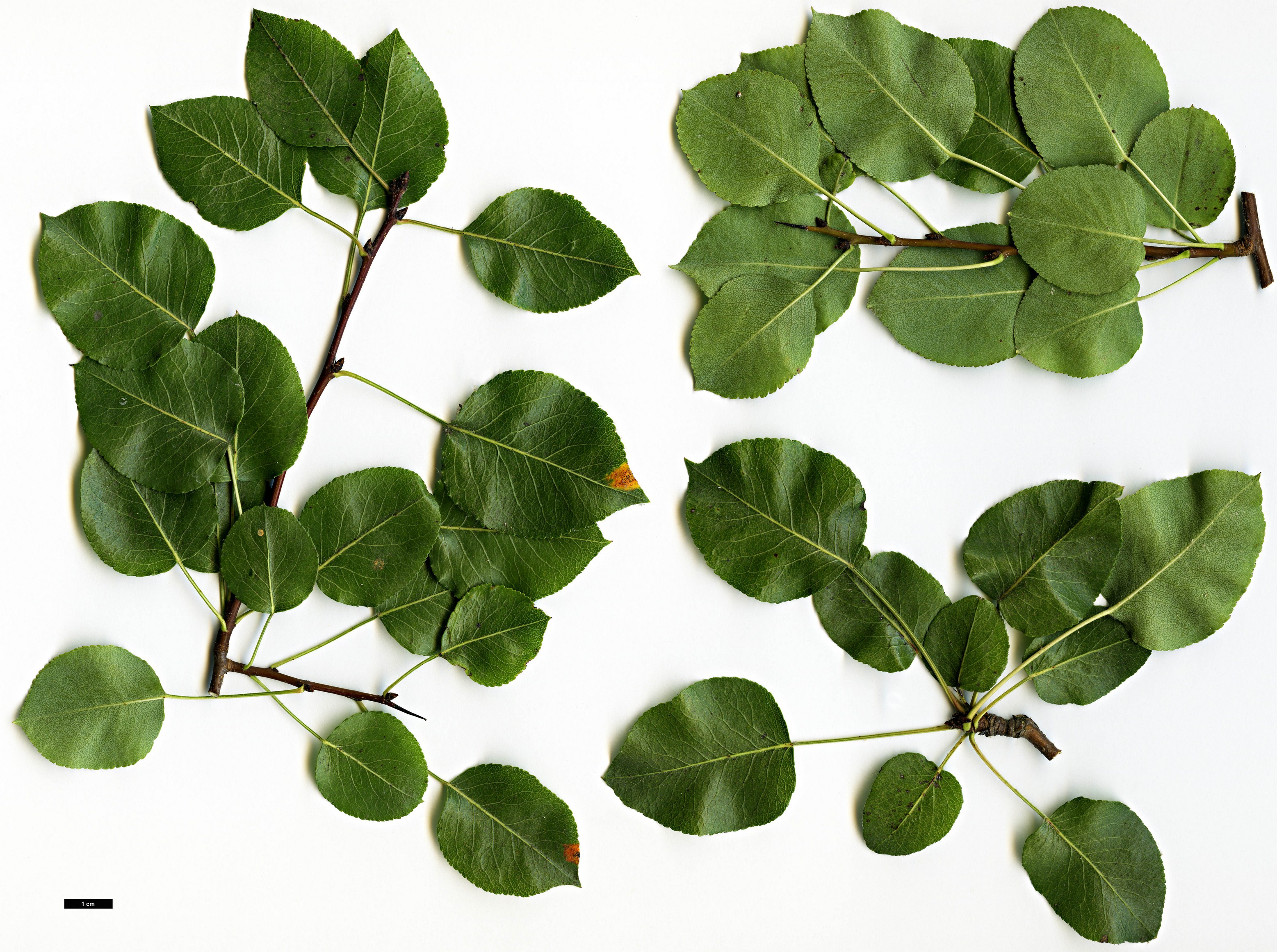 High resolution image: Family: Rosaceae - Genus: Pyrus - Taxon: bourgaeana High resolution image: Family: Rosaceae - Genus: Pyrus - Taxon: bourgaeana