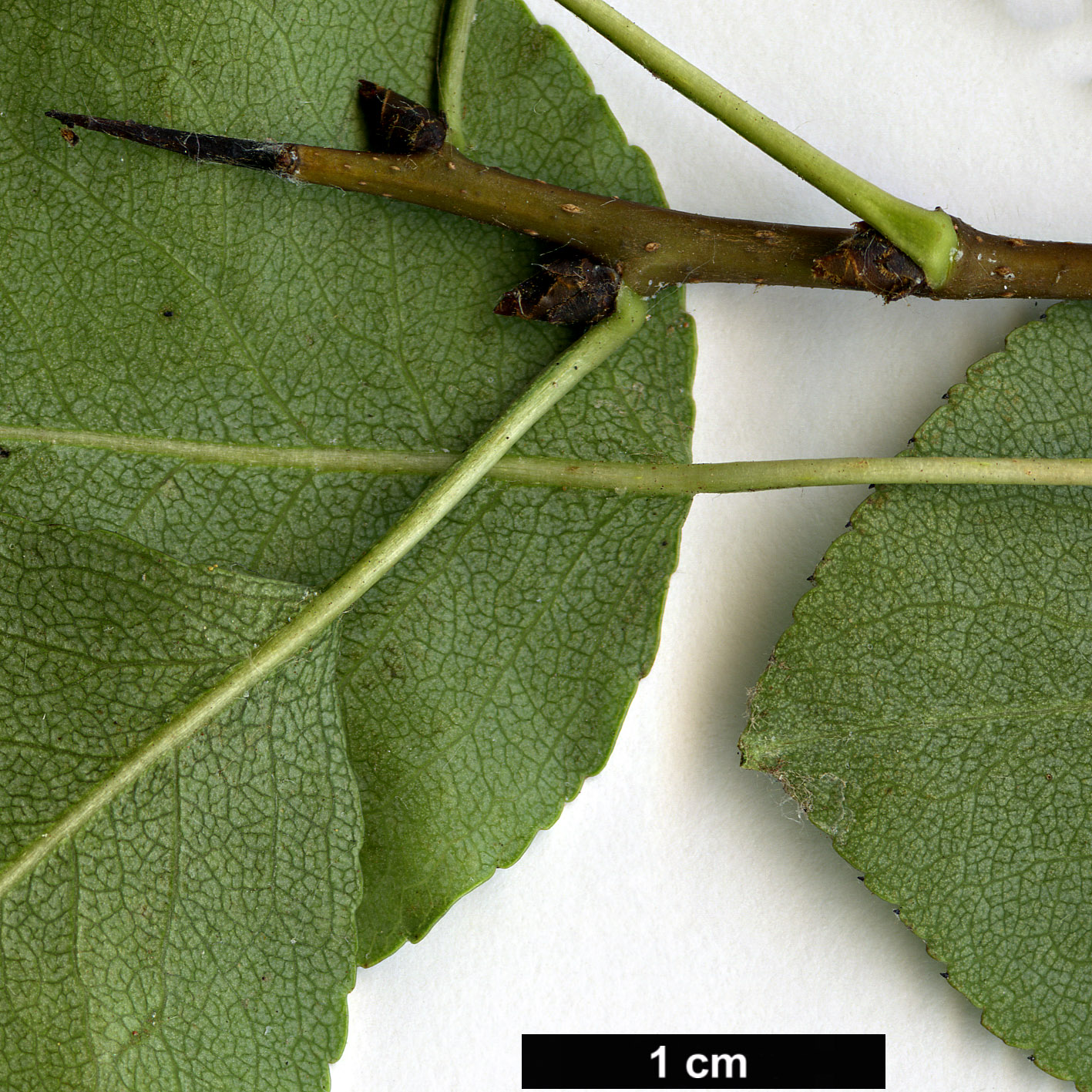 High resolution image: Family: Rosaceae - Genus: Pyrus - Taxon: bourgaeana High resolution image: Family: Rosaceae - Genus: Pyrus - Taxon: bourgaeana