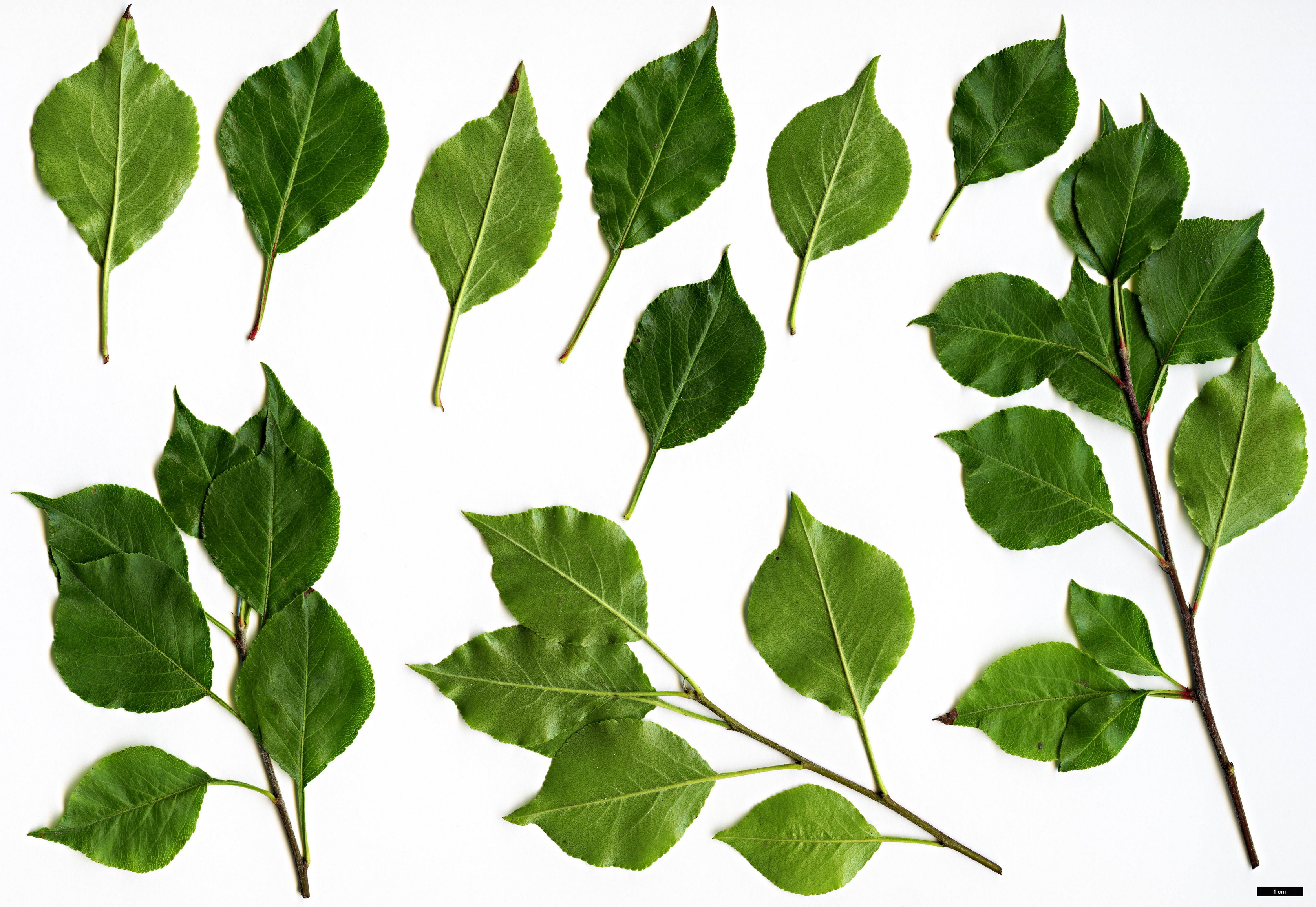 High resolution image: Family: Rosaceae - Genus: Pyrus - Taxon: fauriei