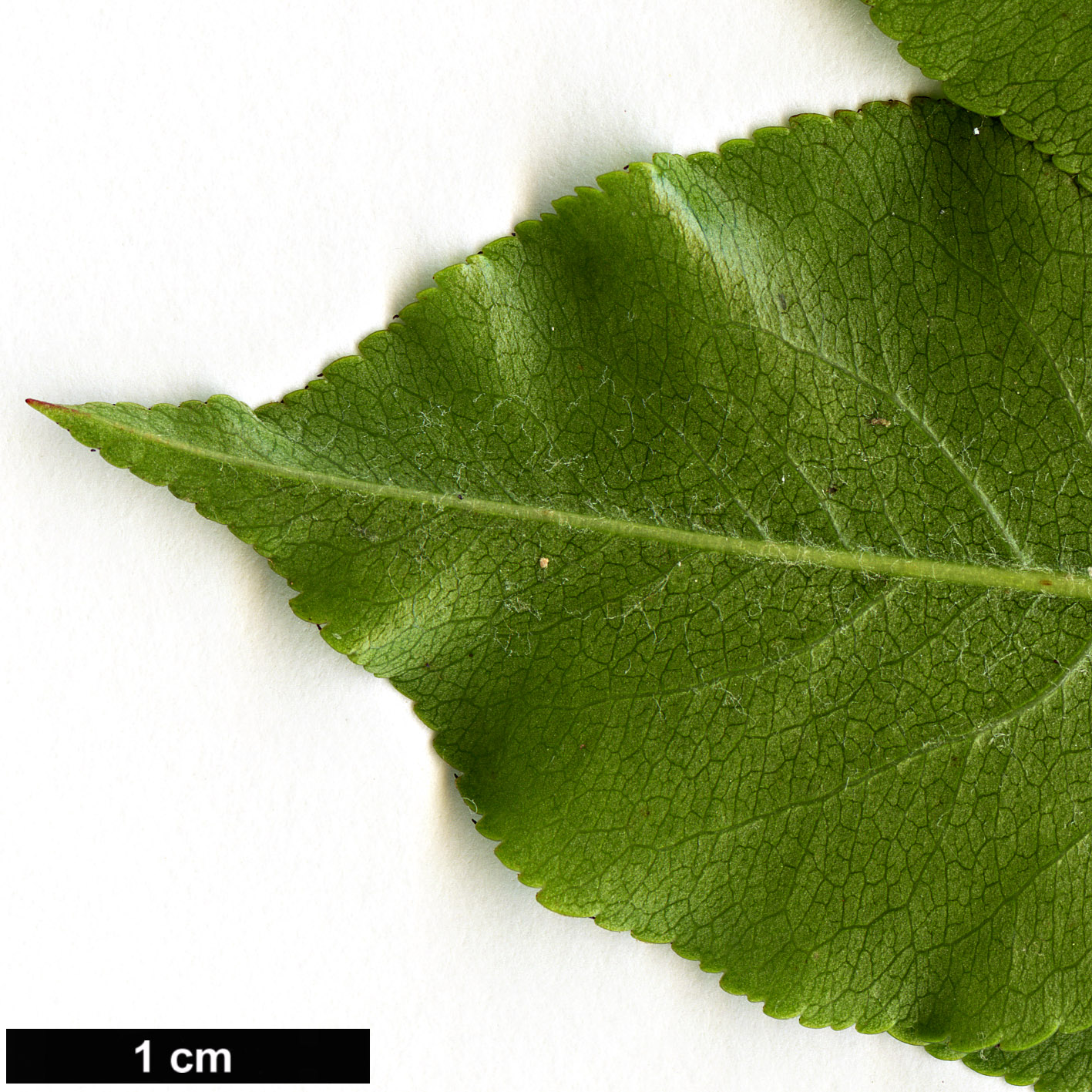 High resolution image: Family: Rosaceae - Genus: Pyrus - Taxon: fauriei