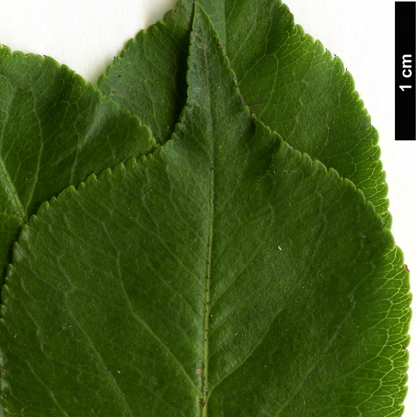 High resolution image: Family: Rosaceae - Genus: Pyrus - Taxon: fauriei