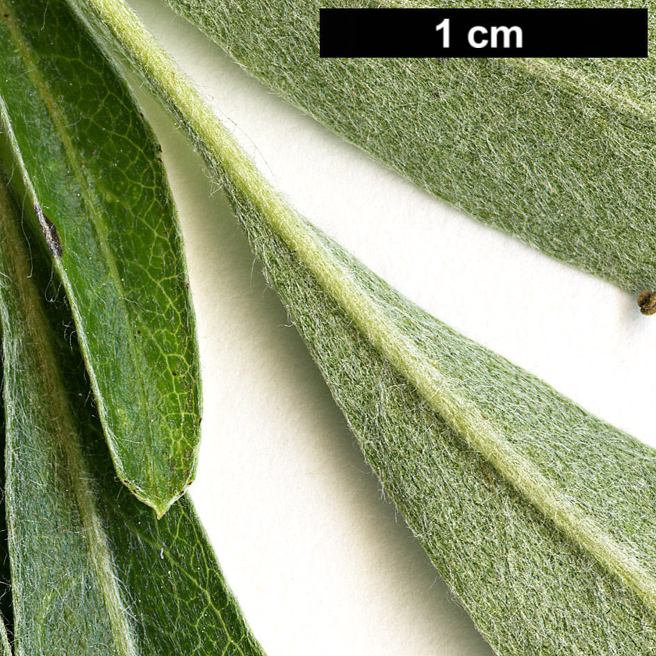 High resolution image: Family: Rosaceae - Genus: Pyrus - Taxon: salicifolia - SpeciesSub: 'Pendula' High resolution image: Family: Rosaceae - Genus: Pyrus - Taxon: salicifolia - SpeciesSub: 'Pendula'