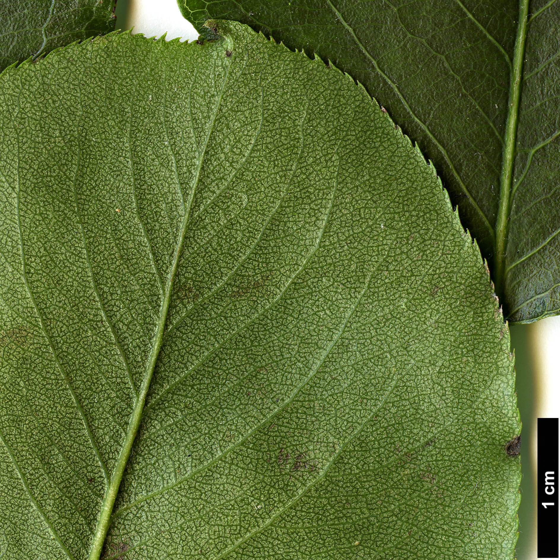 High resolution image: Family: Rosaceae - Genus: Pyrus - Taxon: serrulata