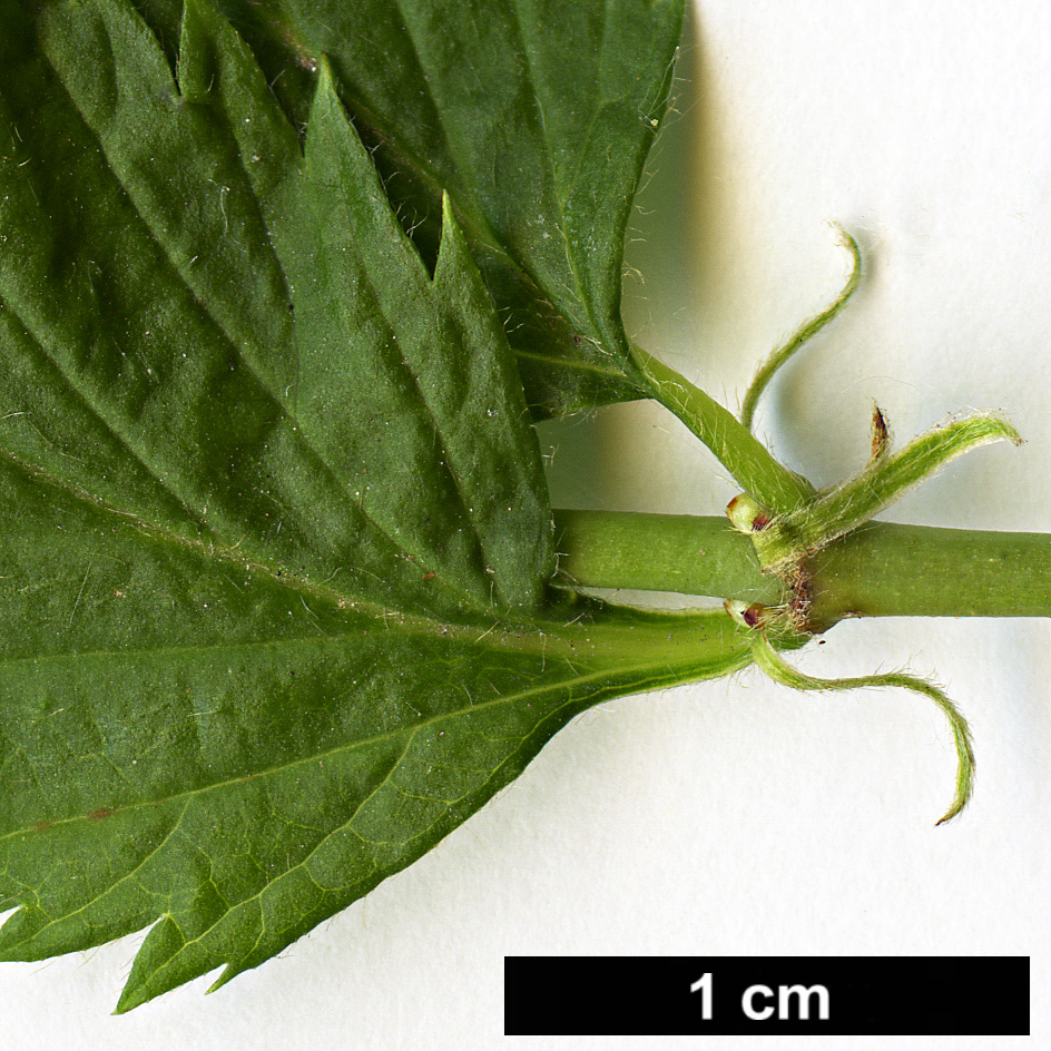 High resolution image: Family: Rosaceae - Genus: Rhodotypos - Taxon: scandens High resolution image: Family: Rosaceae - Genus: Rhodotypos - Taxon: scandens