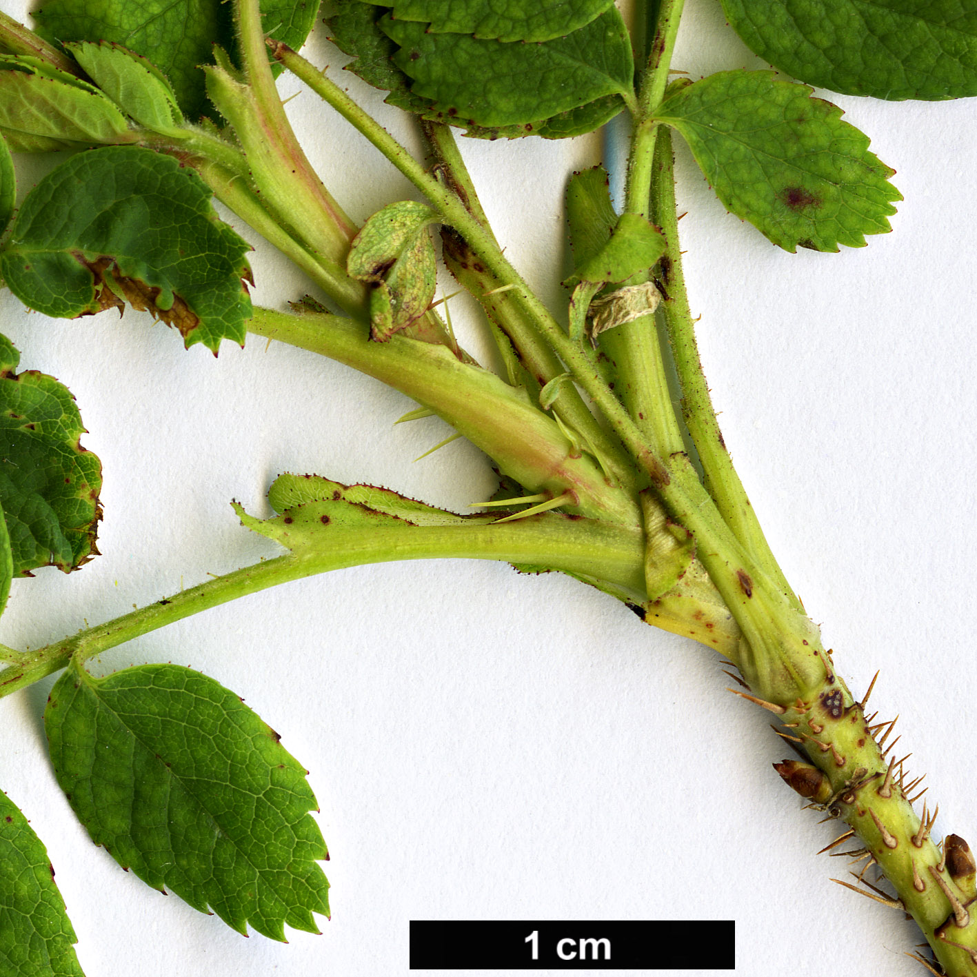 High resolution image: Family: Rosaceae - Genus: Rosa - Taxon: amblyotis