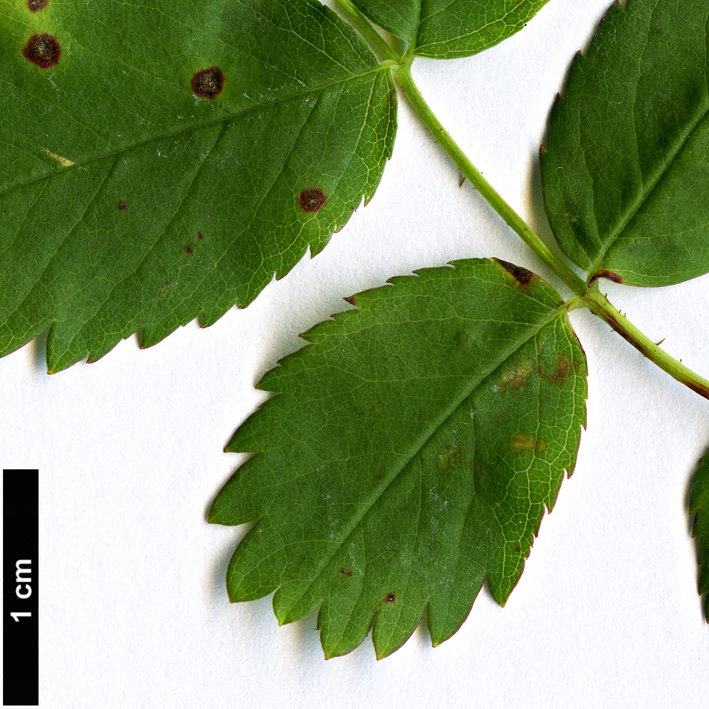 High resolution image: Family: Rosaceae - Genus: Rosa - Taxon: arkansana