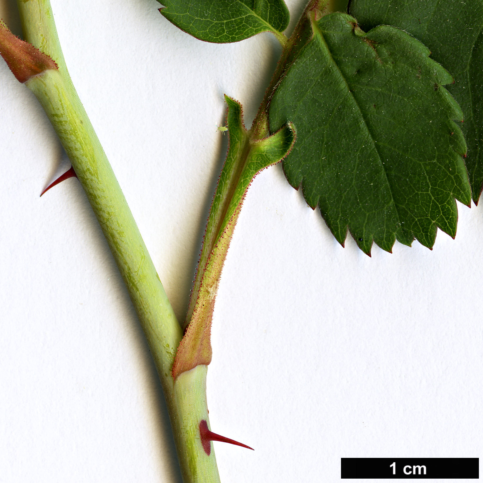 High resolution image: Family: Rosaceae - Genus: Rosa - Taxon: arkansana