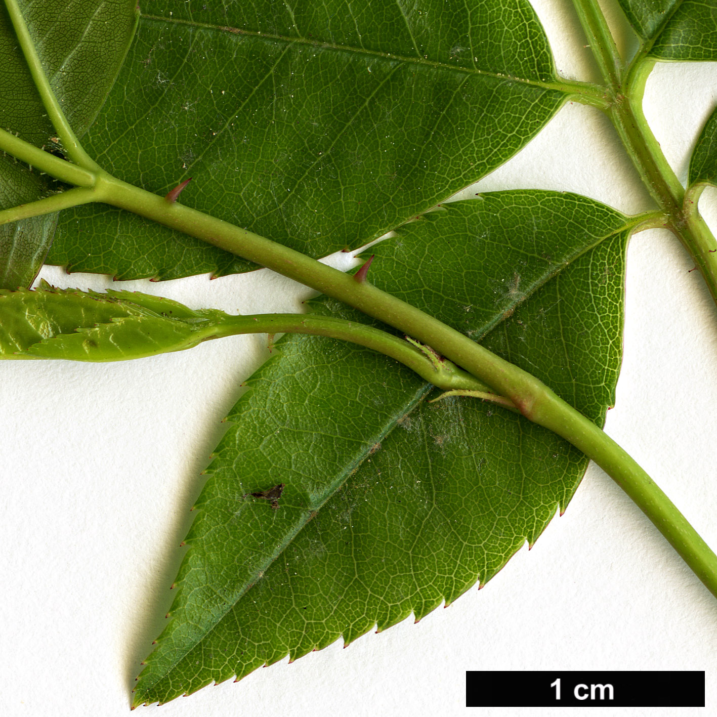 High resolution image: Family: Rosaceae - Genus: Rosa - Taxon: banksiae