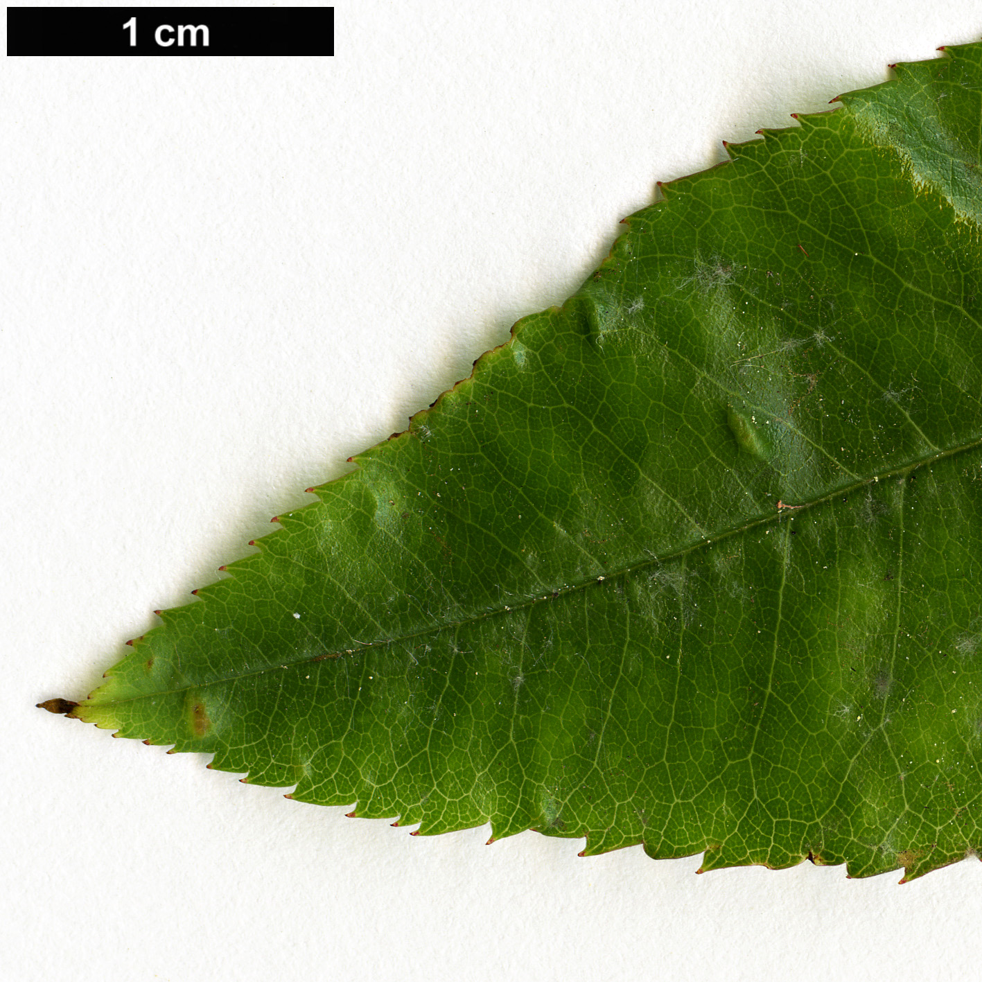High resolution image: Family: Rosaceae - Genus: Rosa - Taxon: banksiae