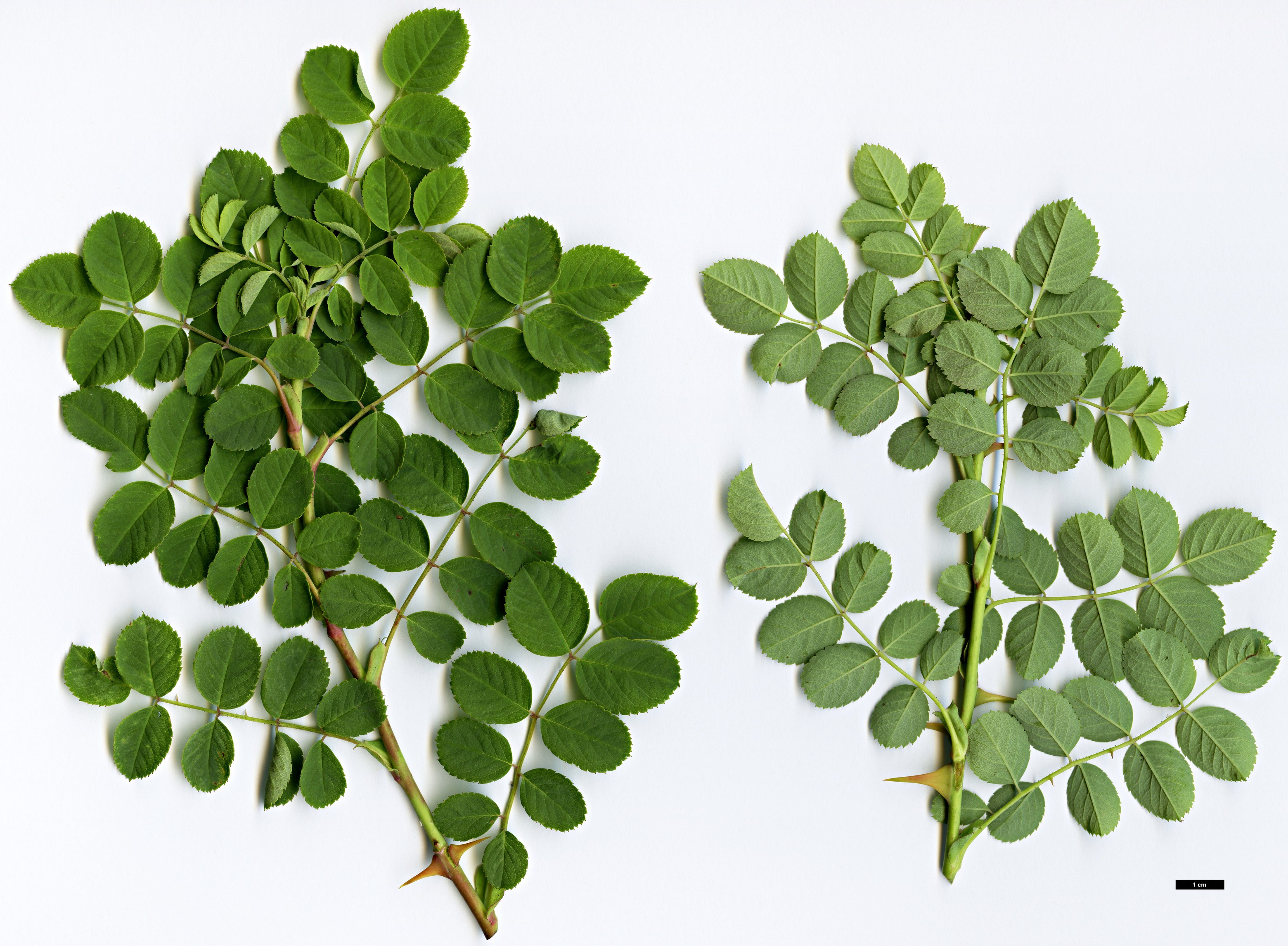 High resolution image: Family: Rosaceae - Genus: Rosa - Taxon: banksiopsis High resolution image: Family: Rosaceae - Genus: Rosa - Taxon: banksiopsis