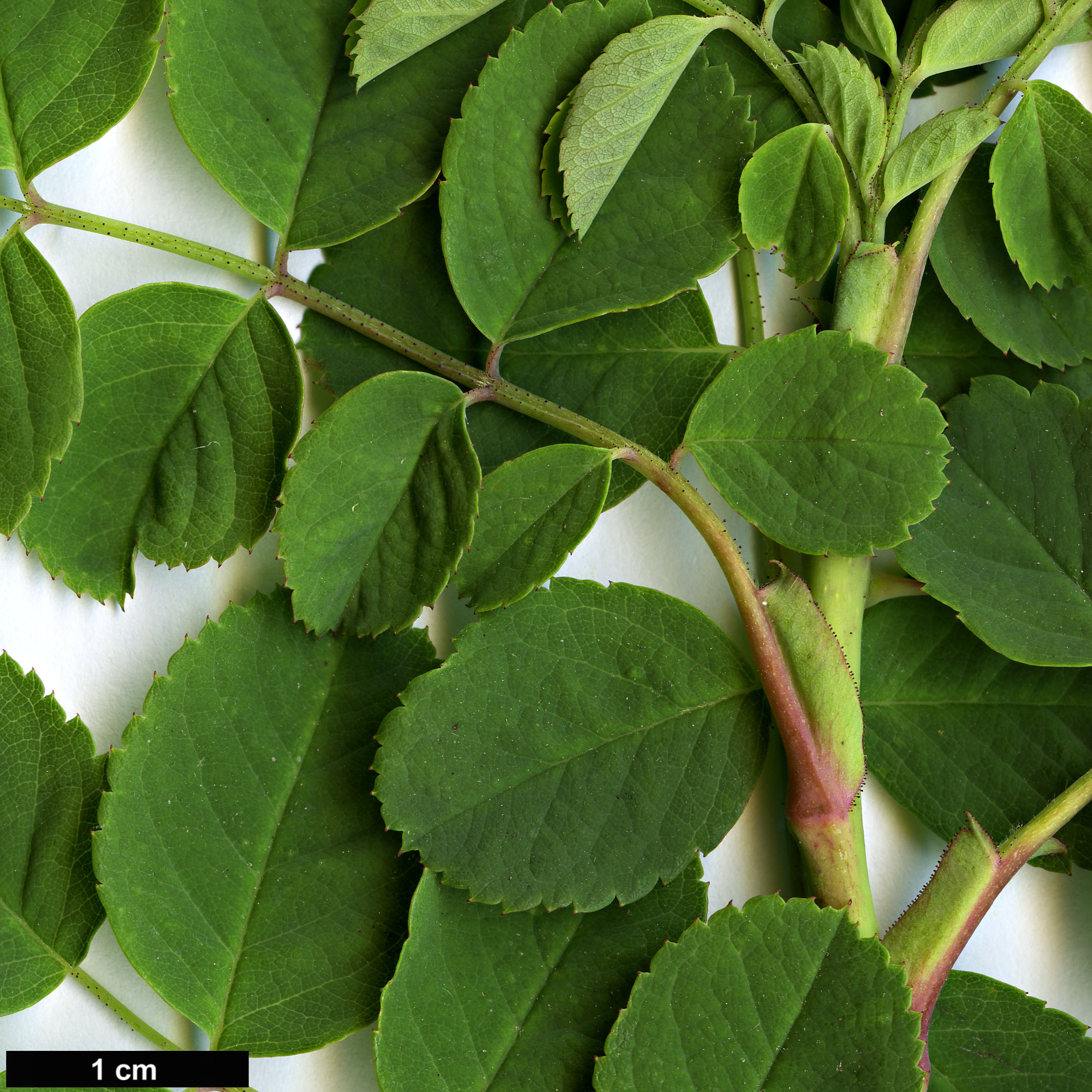 High resolution image: Family: Rosaceae - Genus: Rosa - Taxon: banksiopsis High resolution image: Family: Rosaceae - Genus: Rosa - Taxon: banksiopsis