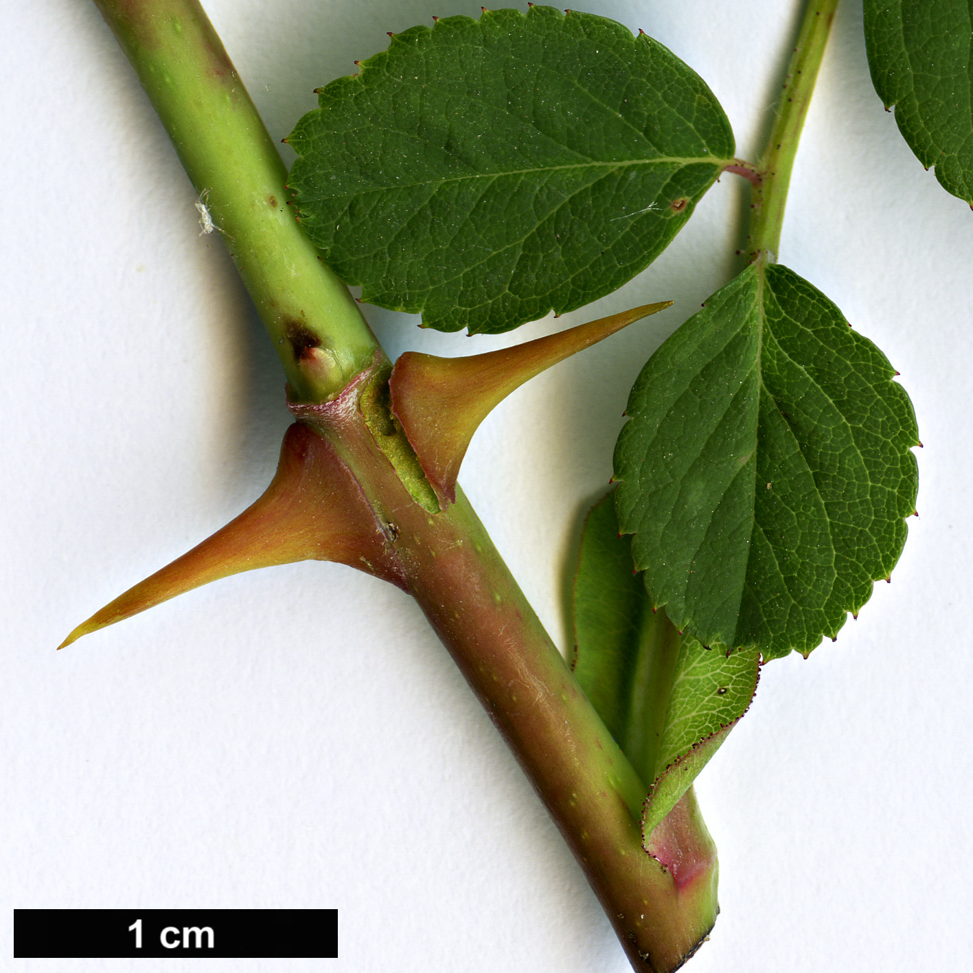 High resolution image: Family: Rosaceae - Genus: Rosa - Taxon: banksiopsis