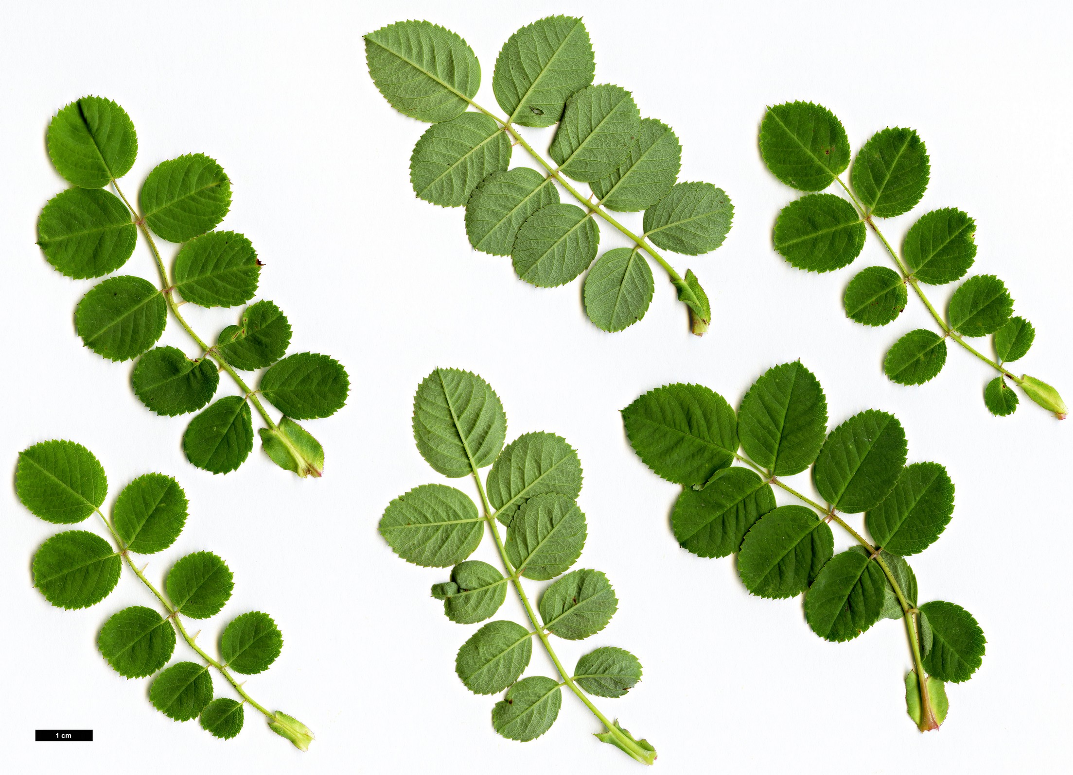 High resolution image: Family: Rosaceae - Genus: Rosa - Taxon: banksiopsis High resolution image: Family: Rosaceae - Genus: Rosa - Taxon: banksiopsis