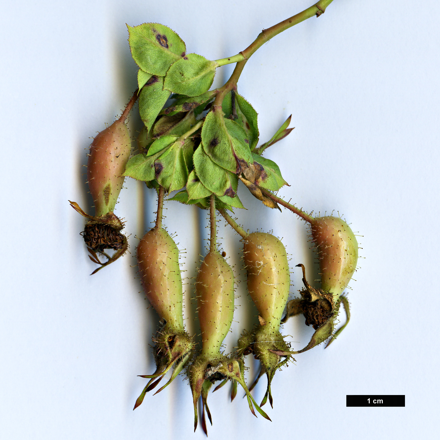 High resolution image: Family: Rosaceae - Genus: Rosa - Taxon: banksiopsis