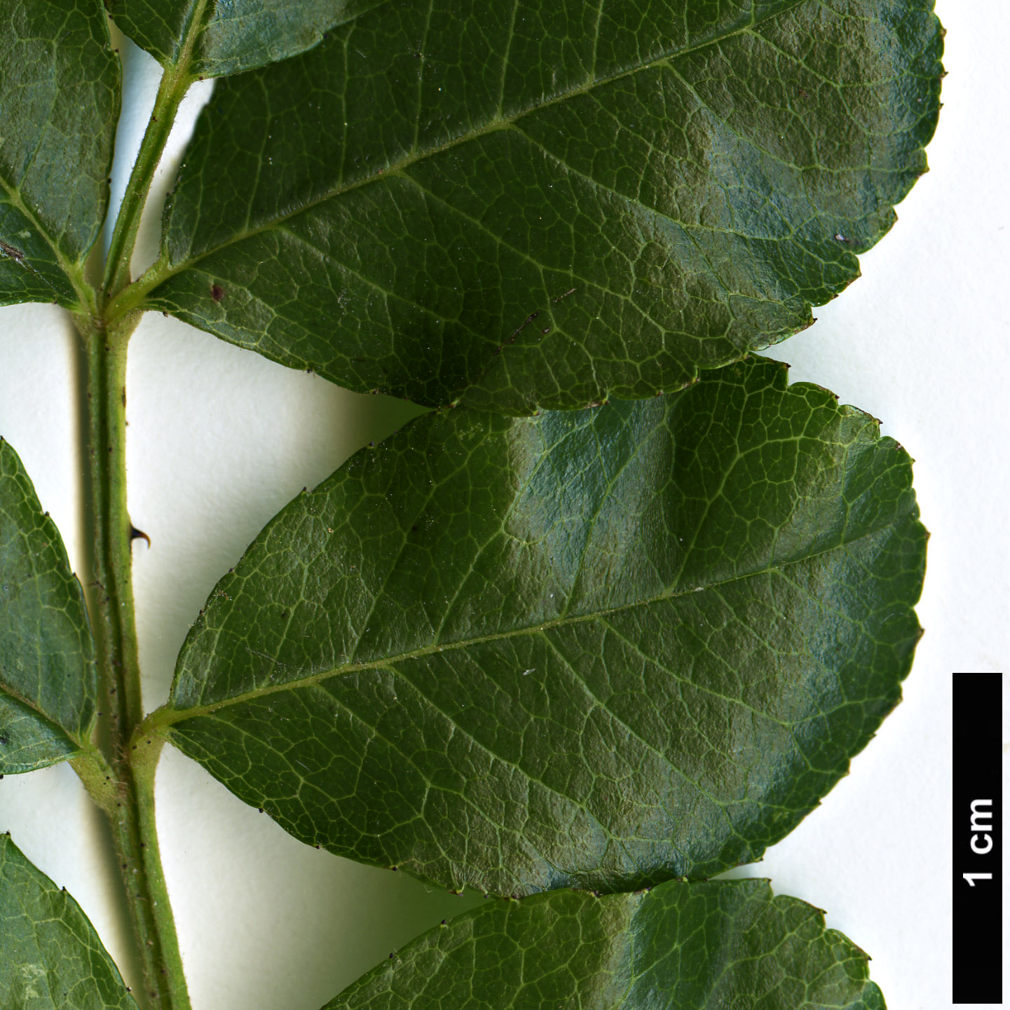 High resolution image: Family: Rosaceae - Genus: Rosa - Taxon: bracteata