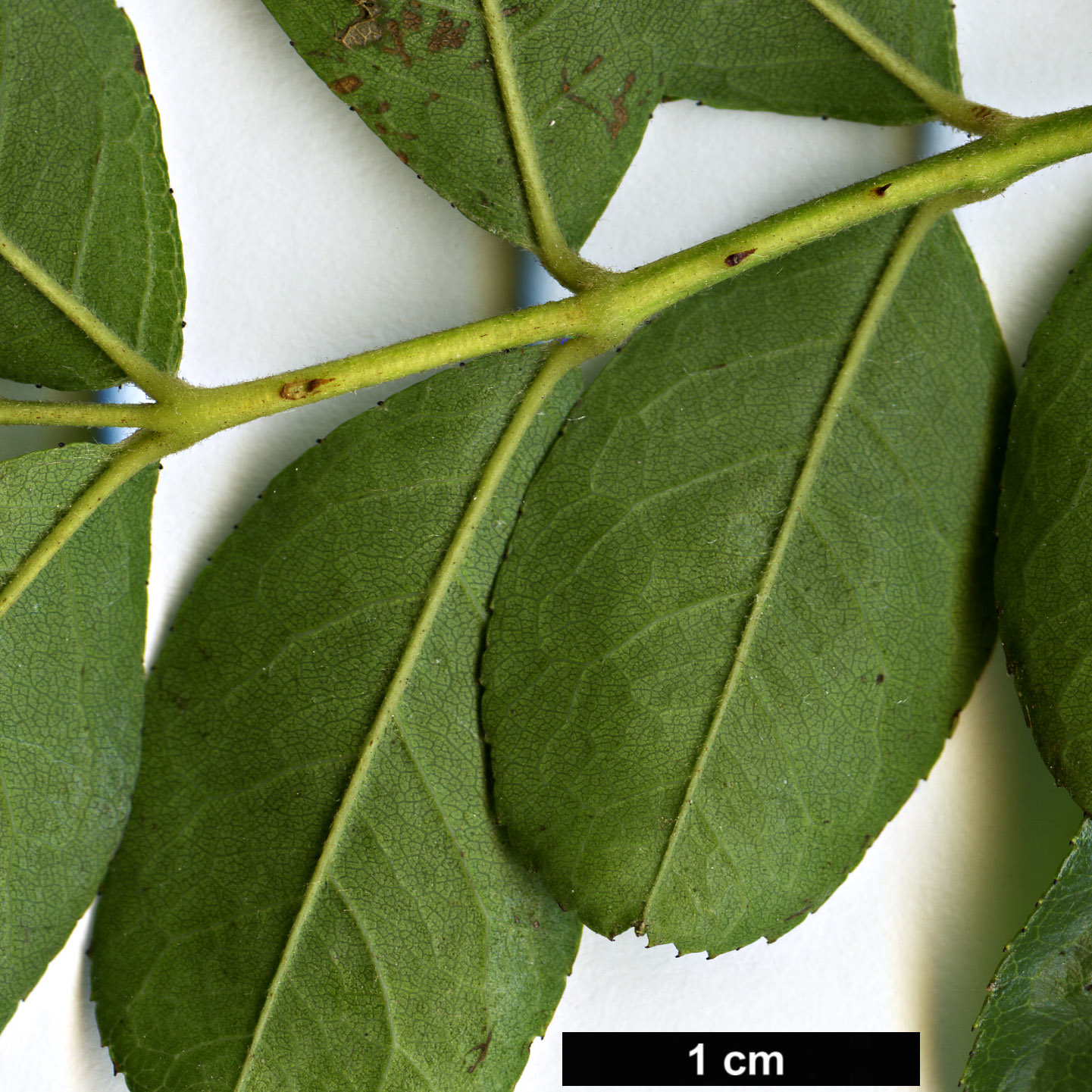 High resolution image: Family: Rosaceae - Genus: Rosa - Taxon: bracteata
