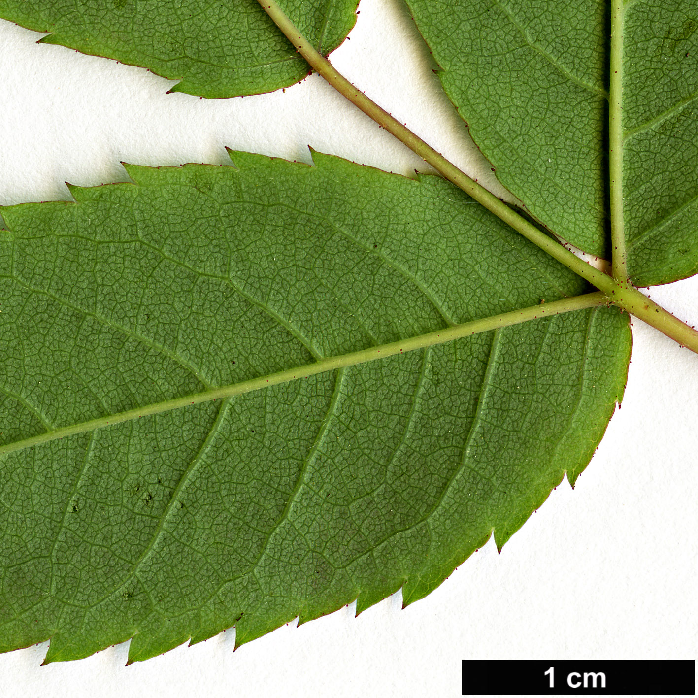 High resolution image: Family: Rosaceae - Genus: Rosa - Taxon: brunonii High resolution image: Family: Rosaceae - Genus: Rosa - Taxon: brunonii