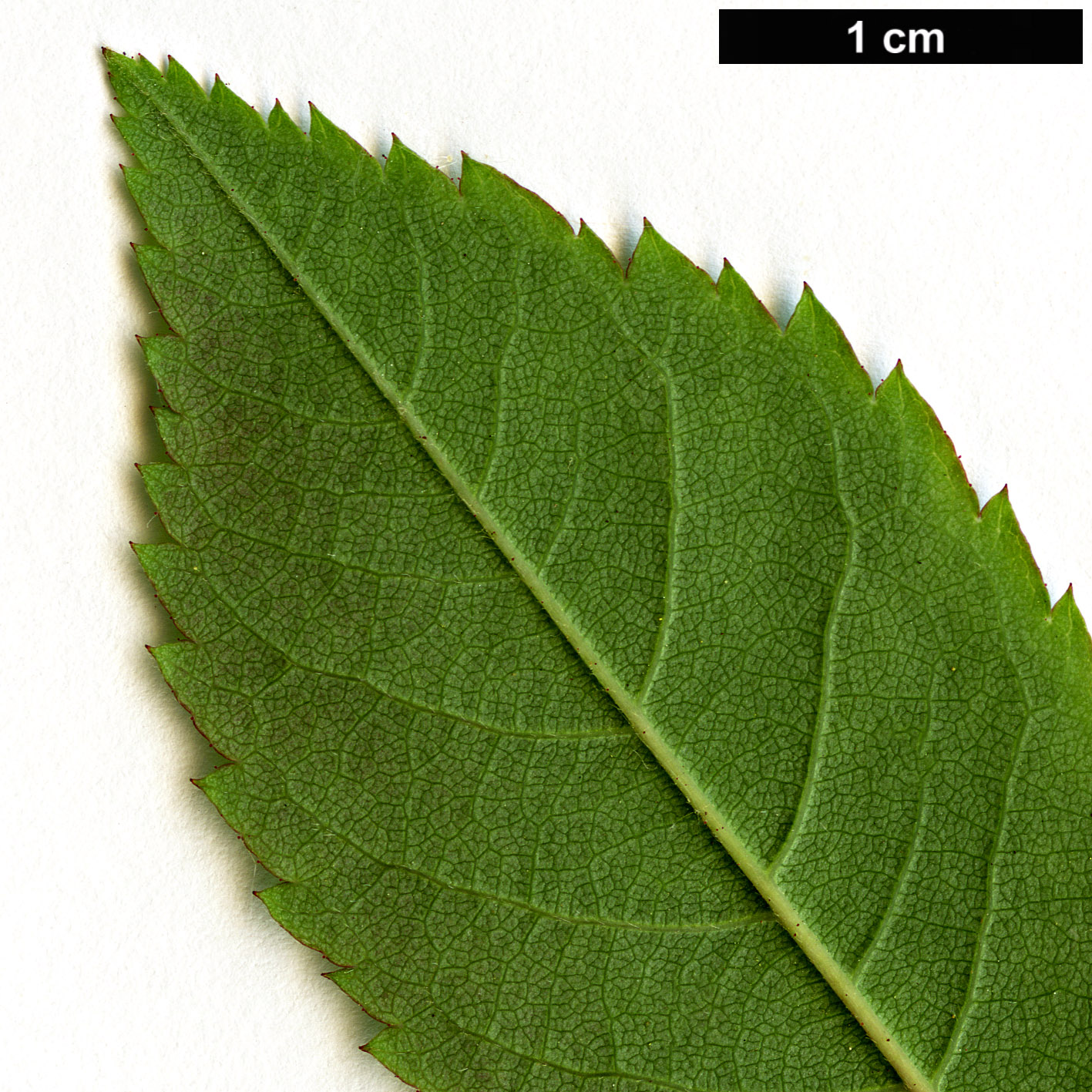 High resolution image: Family: Rosaceae - Genus: Rosa - Taxon: brunonii High resolution image: Family: Rosaceae - Genus: Rosa - Taxon: brunonii