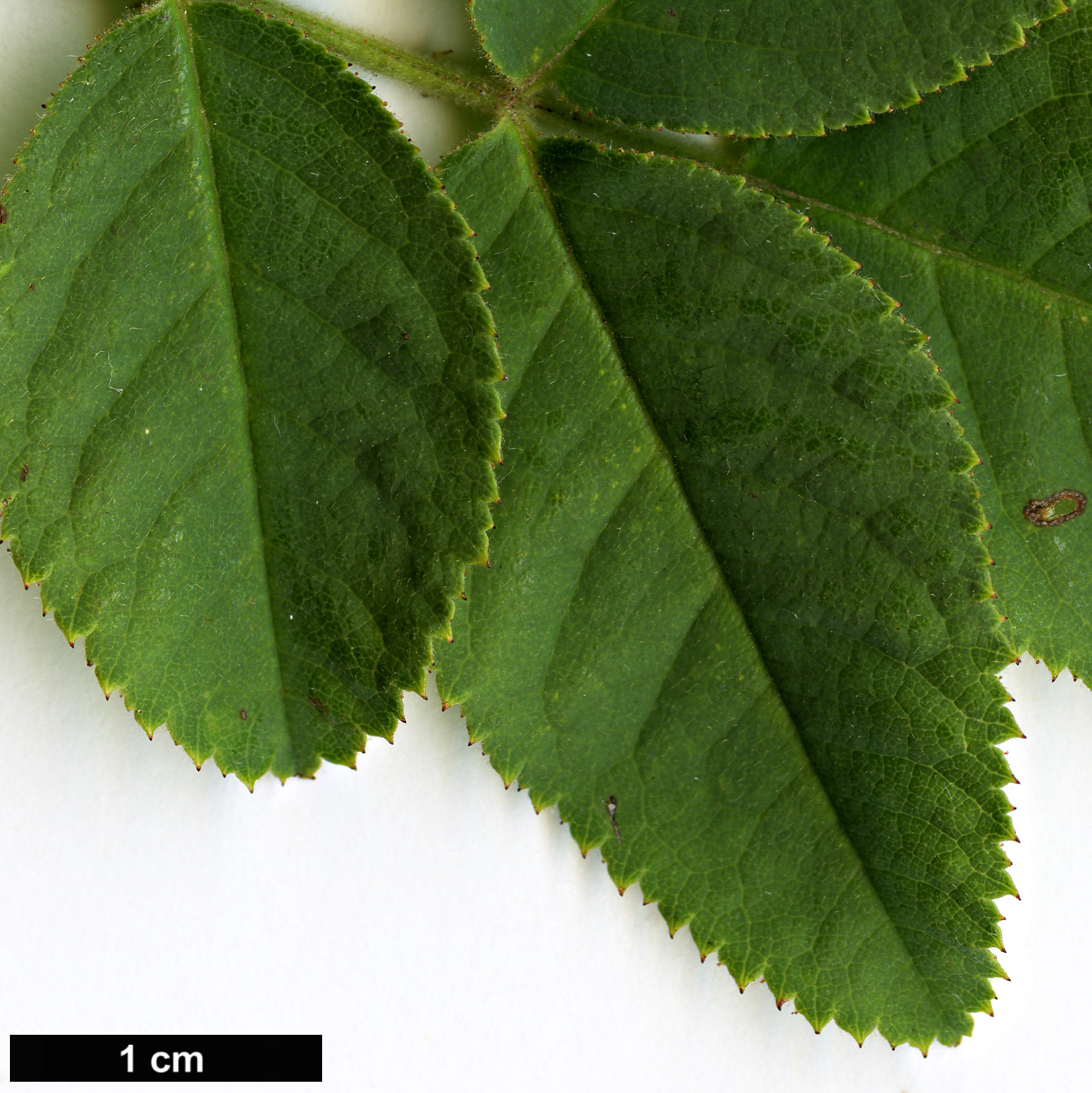 High resolution image: Family: Rosaceae - Genus: Rosa - Taxon: caesia