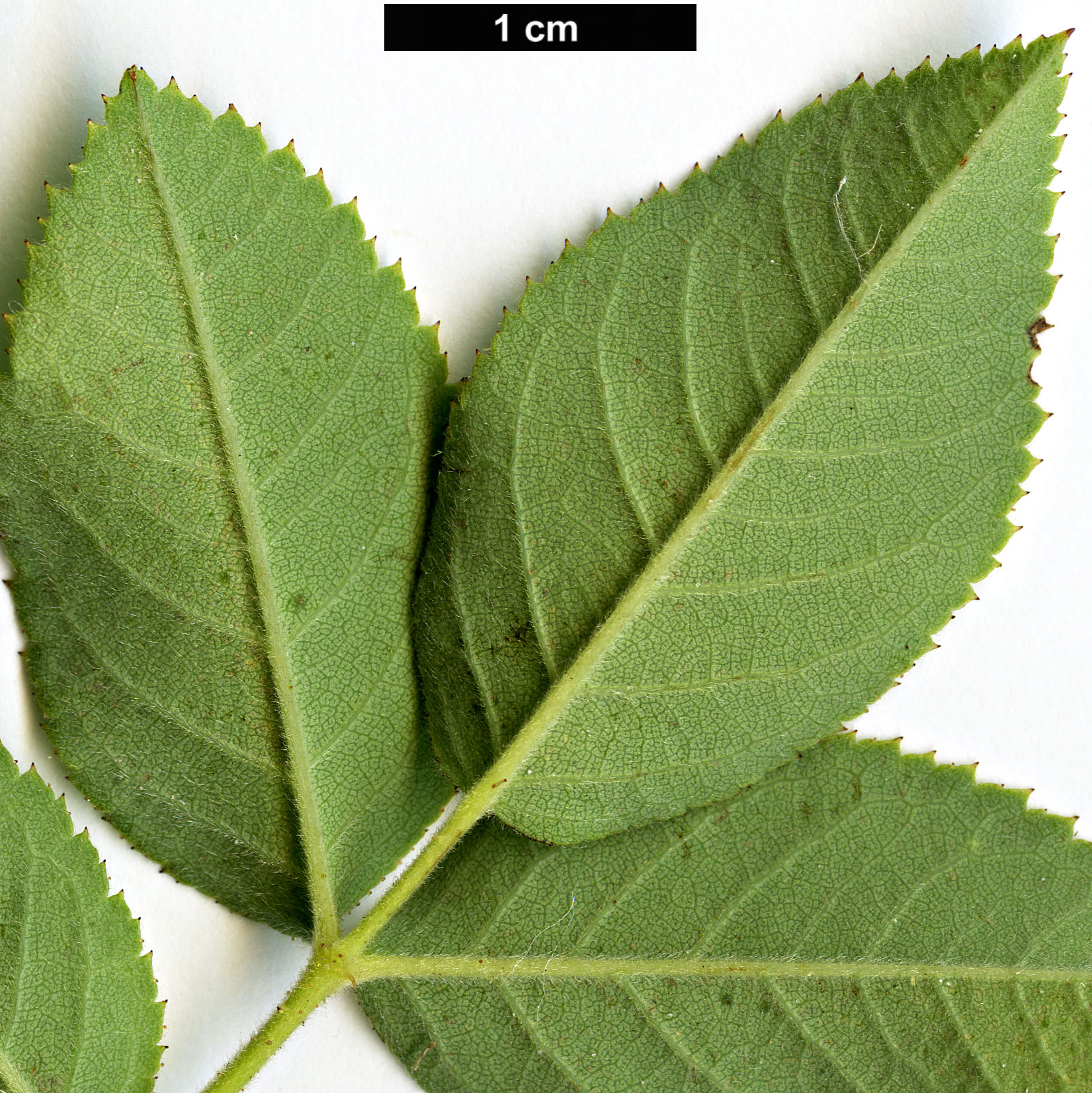 High resolution image: Family: Rosaceae - Genus: Rosa - Taxon: caesia