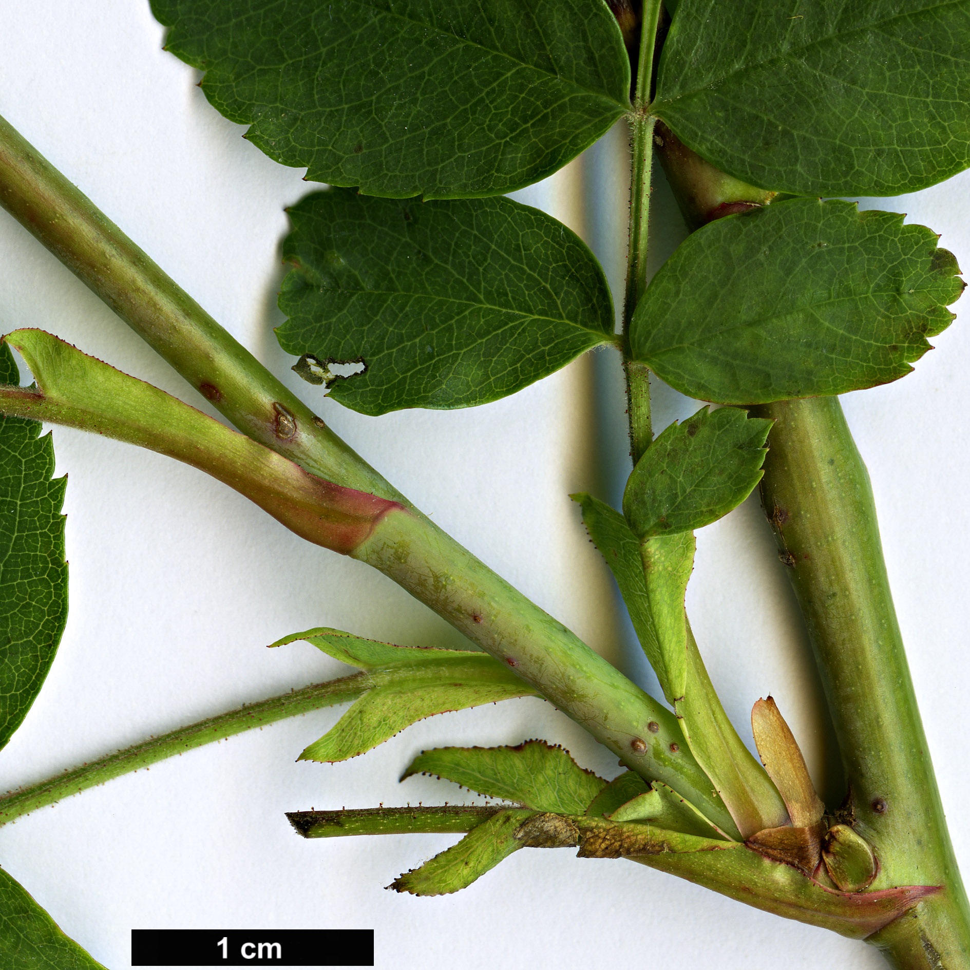 High resolution image: Family: Rosaceae - Genus: Rosa - Taxon: californica