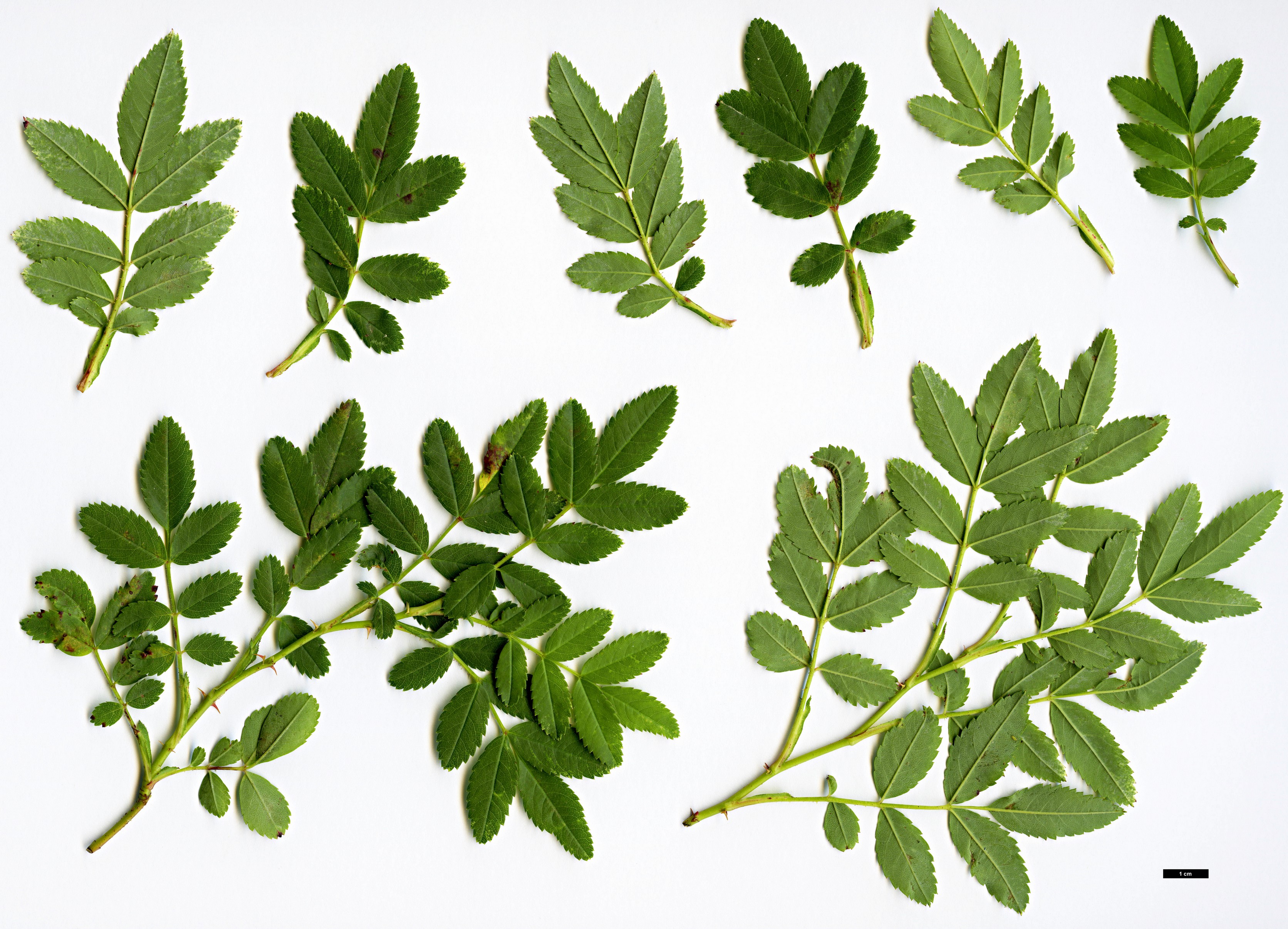 High resolution image: Family: Rosaceae - Genus: Rosa - Taxon: carolina High resolution image: Family: Rosaceae - Genus: Rosa - Taxon: carolina