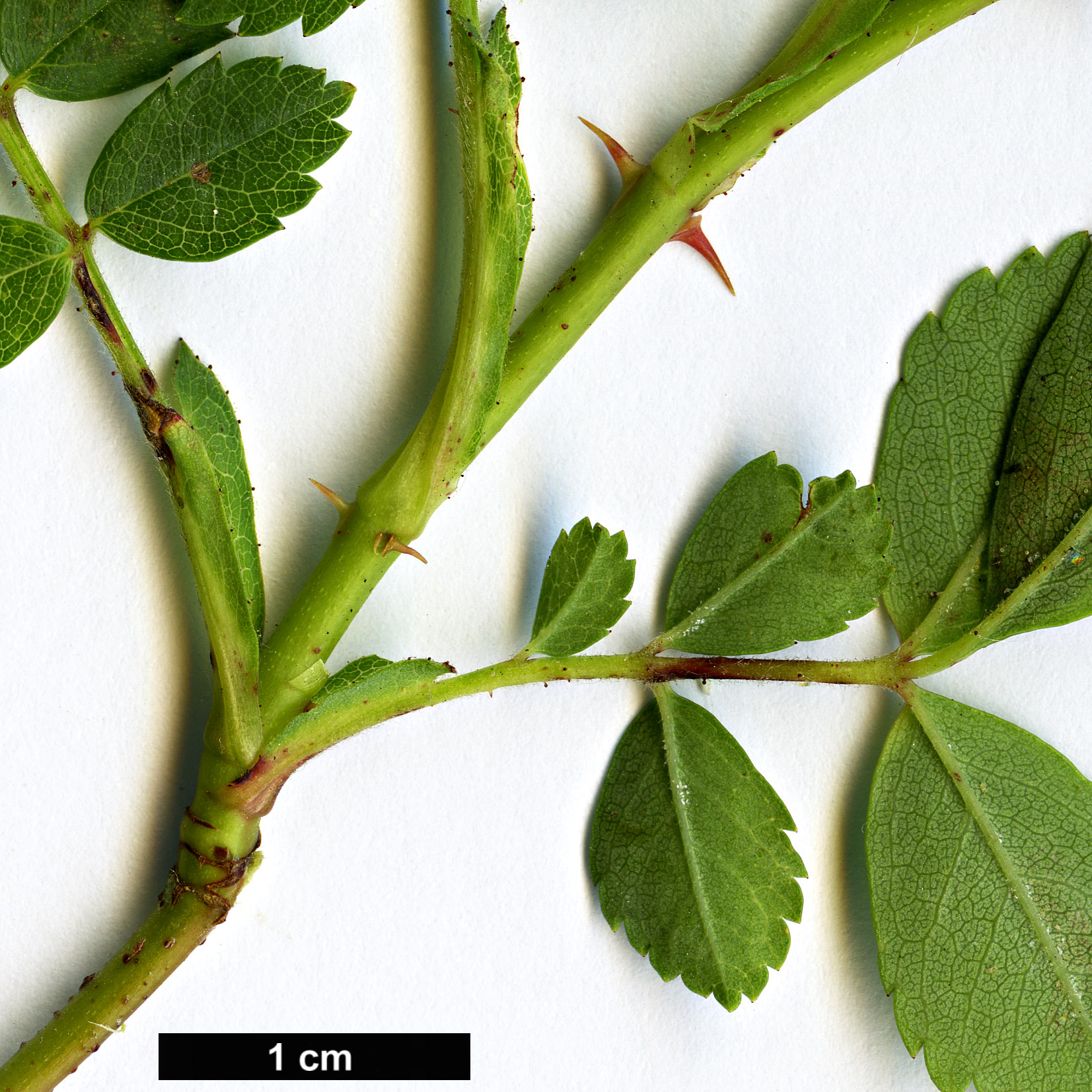 High resolution image: Family: Rosaceae - Genus: Rosa - Taxon: carolina