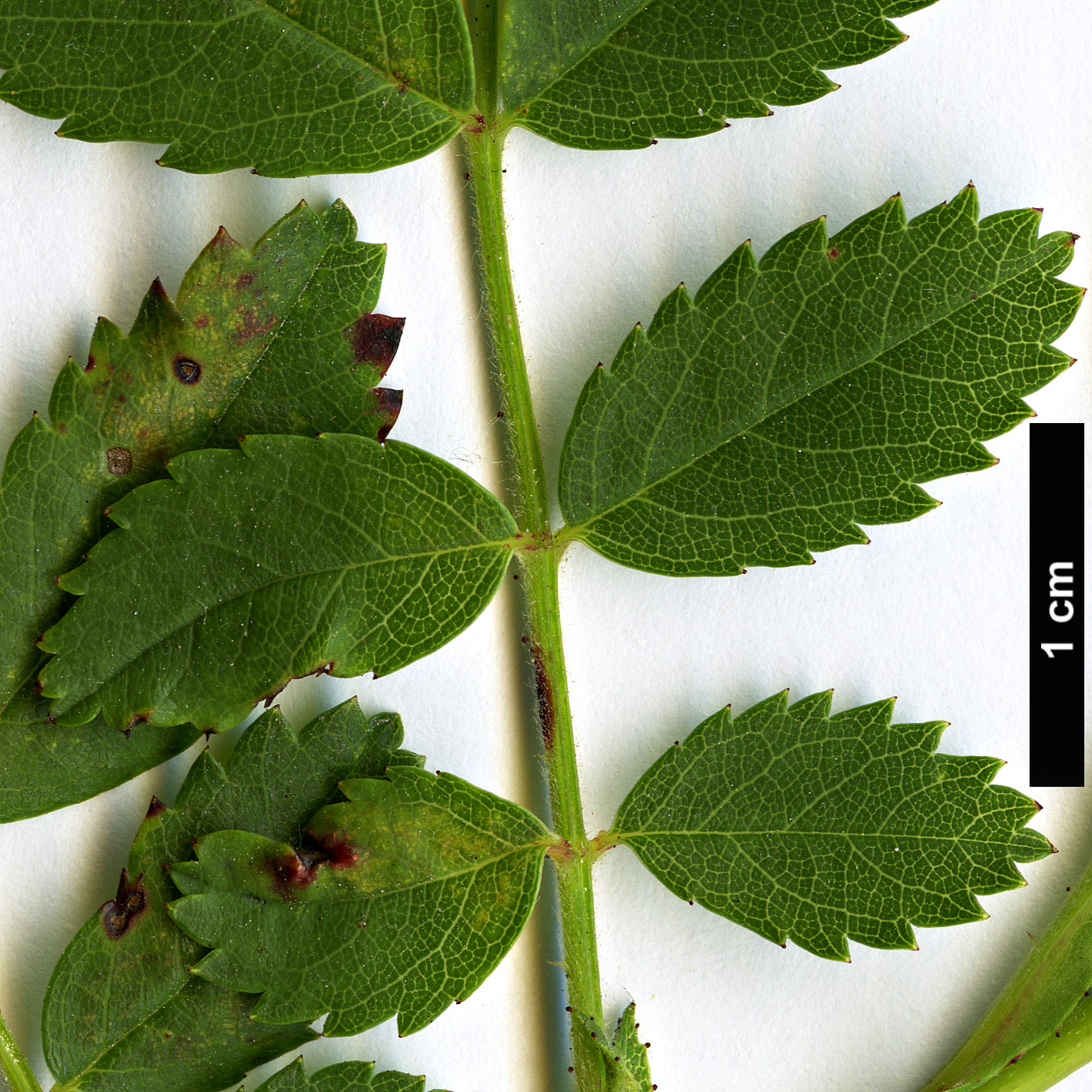 High resolution image: Family: Rosaceae - Genus: Rosa - Taxon: carolina High resolution image: Family: Rosaceae - Genus: Rosa - Taxon: carolina