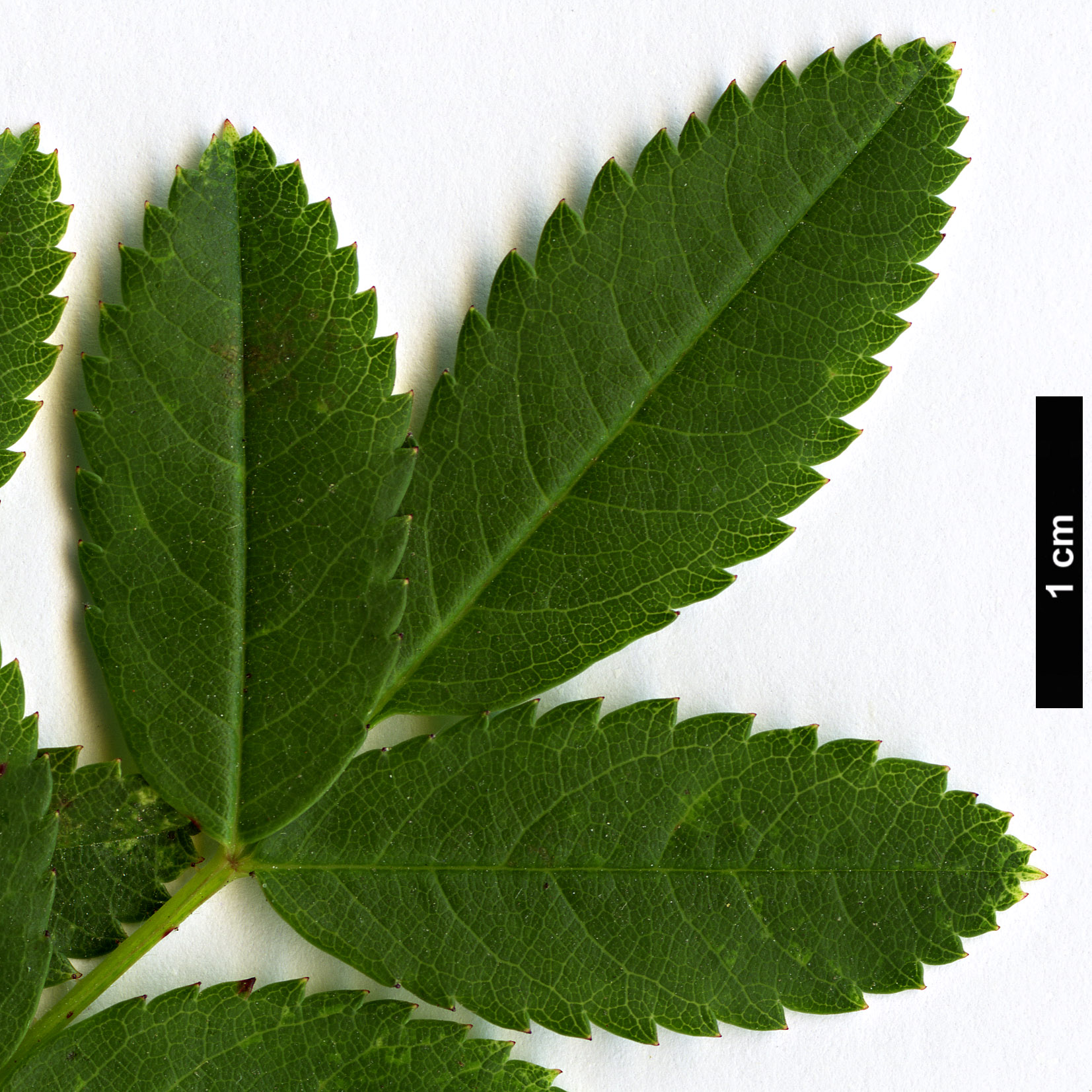 High resolution image: Family: Rosaceae - Genus: Rosa - Taxon: carolina High resolution image: Family: Rosaceae - Genus: Rosa - Taxon: carolina