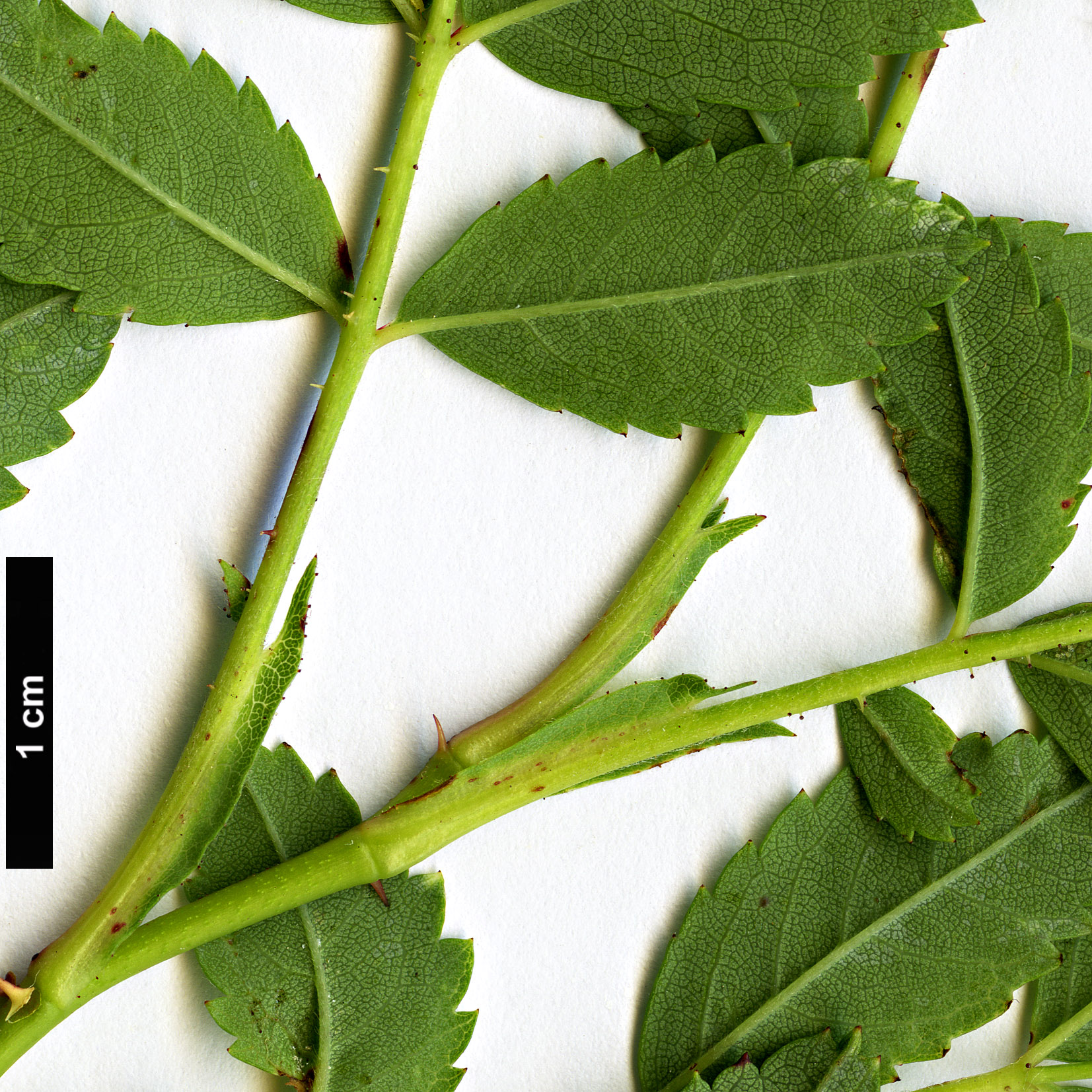 High resolution image: Family: Rosaceae - Genus: Rosa - Taxon: carolina High resolution image: Family: Rosaceae - Genus: Rosa - Taxon: carolina