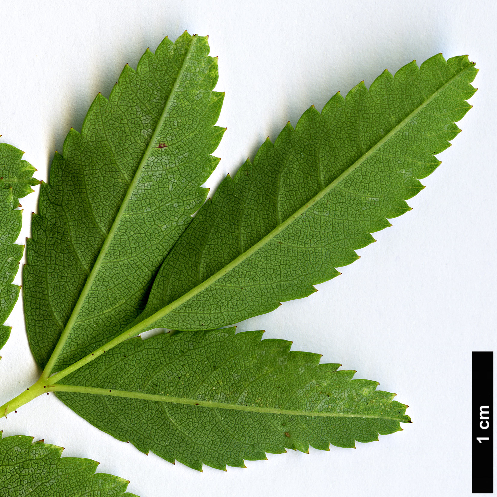 High resolution image: Family: Rosaceae - Genus: Rosa - Taxon: carolina High resolution image: Family: Rosaceae - Genus: Rosa - Taxon: carolina