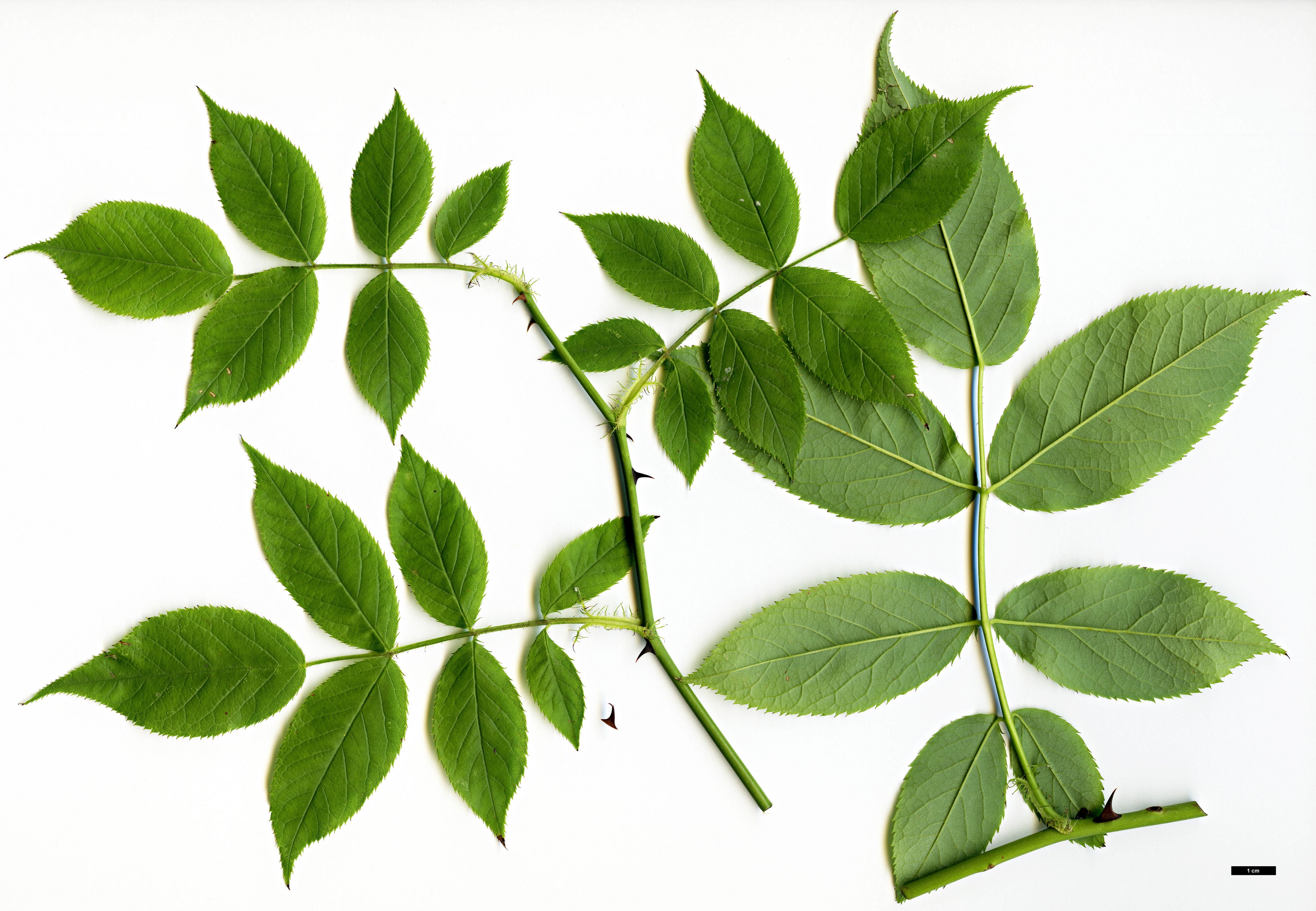 High resolution image: Family: Rosaceae - Genus: Rosa - Taxon: chinensis High resolution image: Family: Rosaceae - Genus: Rosa - Taxon: chinensis