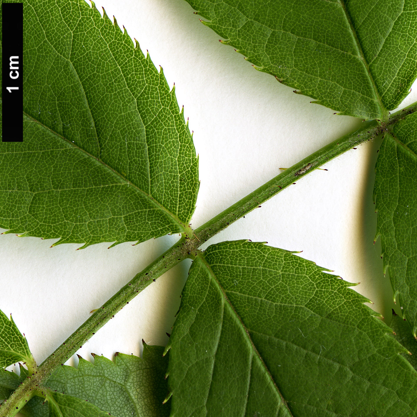 High resolution image: Family: Rosaceae - Genus: Rosa - Taxon: chinensis High resolution image: Family: Rosaceae - Genus: Rosa - Taxon: chinensis