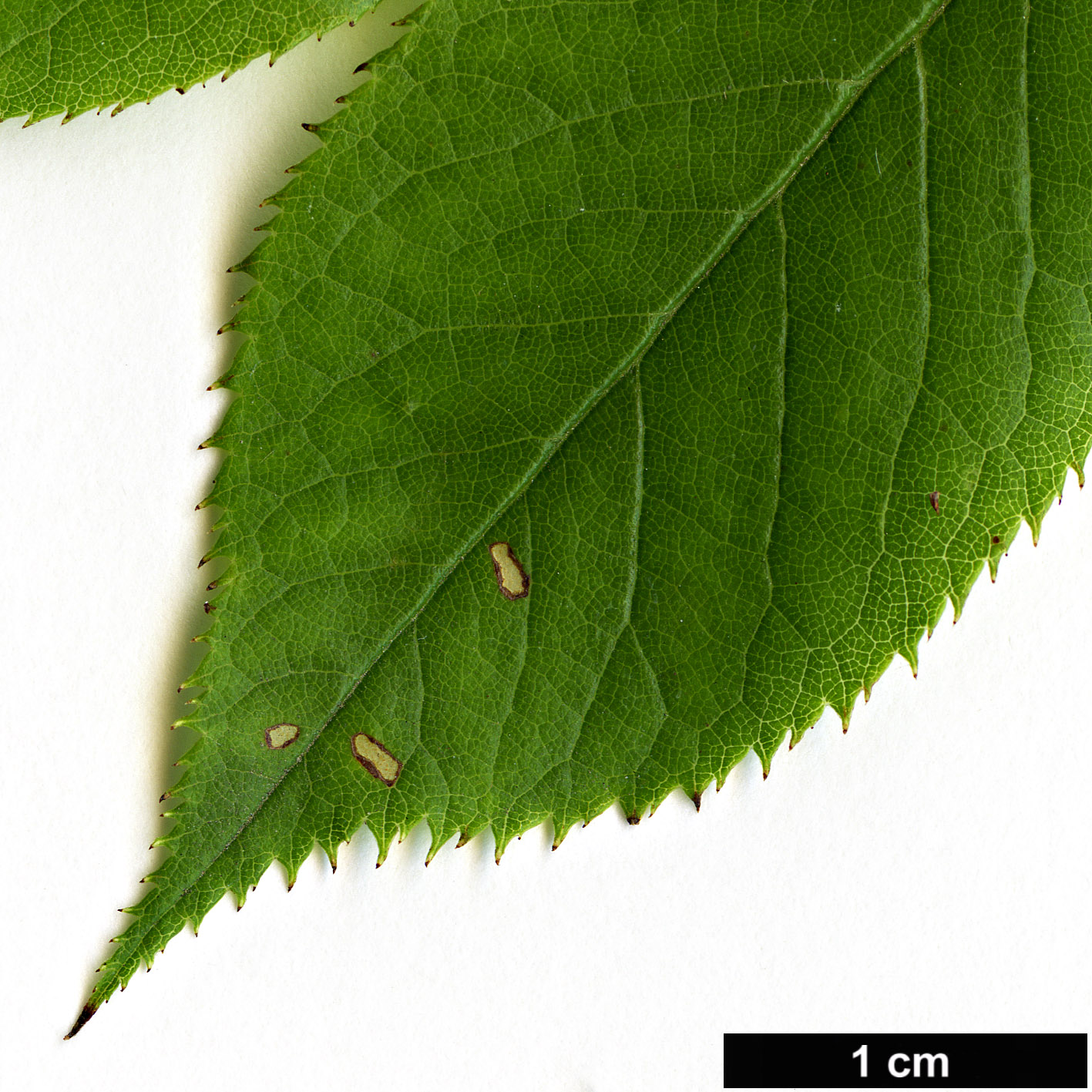 High resolution image: Family: Rosaceae - Genus: Rosa - Taxon: chinensis High resolution image: Family: Rosaceae - Genus: Rosa - Taxon: chinensis