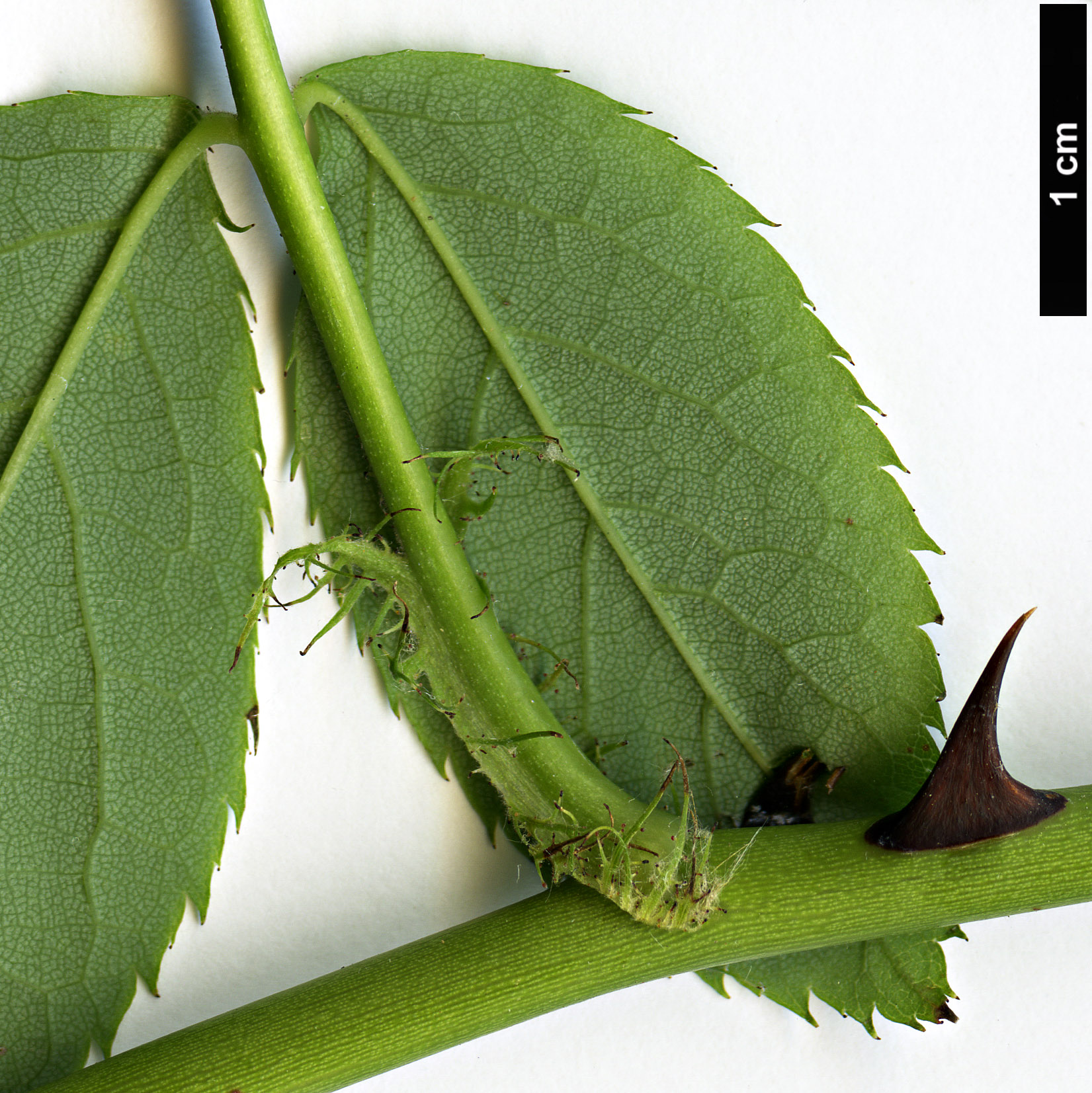 High resolution image: Family: Rosaceae - Genus: Rosa - Taxon: chinensis High resolution image: Family: Rosaceae - Genus: Rosa - Taxon: chinensis