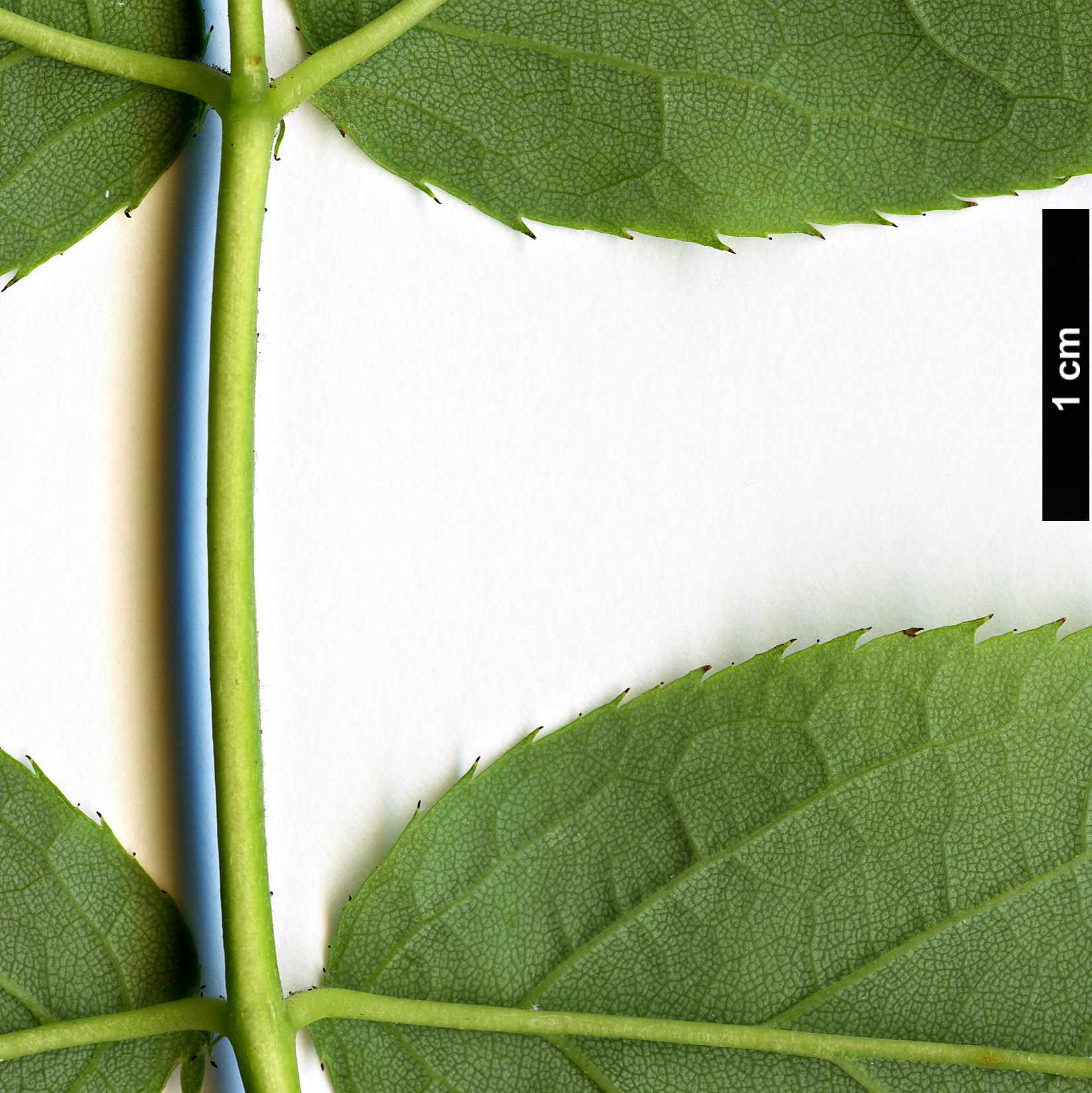 High resolution image: Family: Rosaceae - Genus: Rosa - Taxon: chinensis High resolution image: Family: Rosaceae - Genus: Rosa - Taxon: chinensis