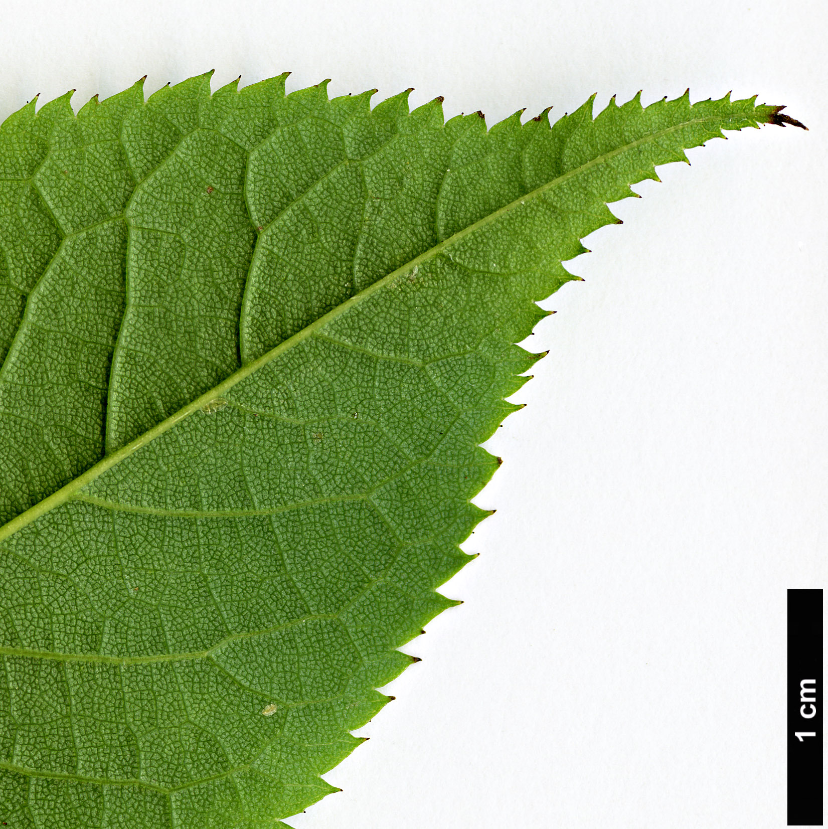 High resolution image: Family: Rosaceae - Genus: Rosa - Taxon: chinensis High resolution image: Family: Rosaceae - Genus: Rosa - Taxon: chinensis