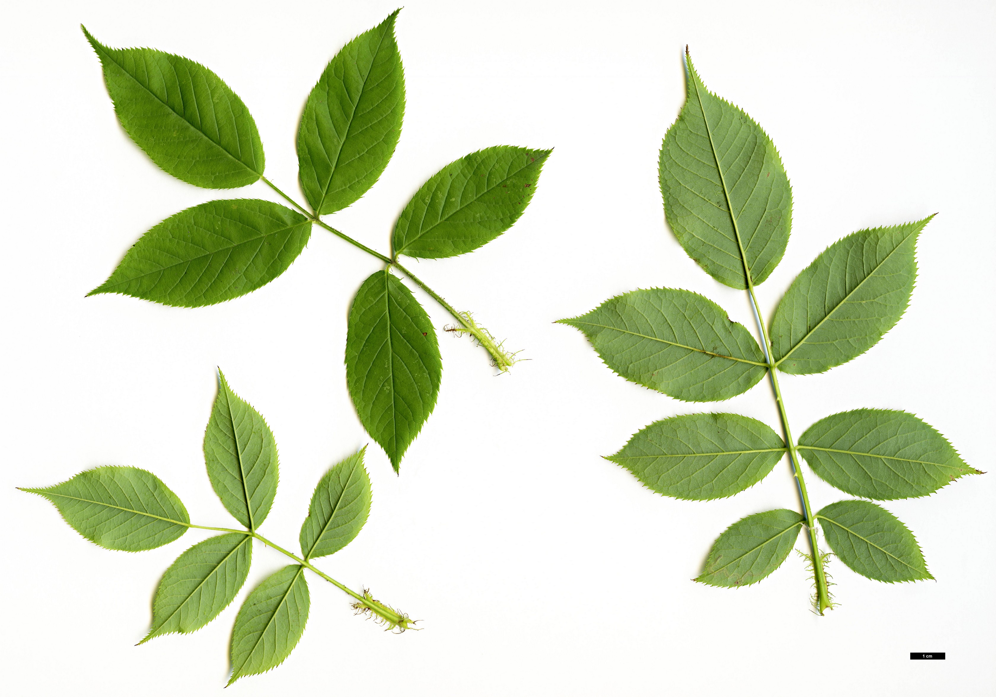 High resolution image: Family: Rosaceae - Genus: Rosa - Taxon: chinensis High resolution image: Family: Rosaceae - Genus: Rosa - Taxon: chinensis