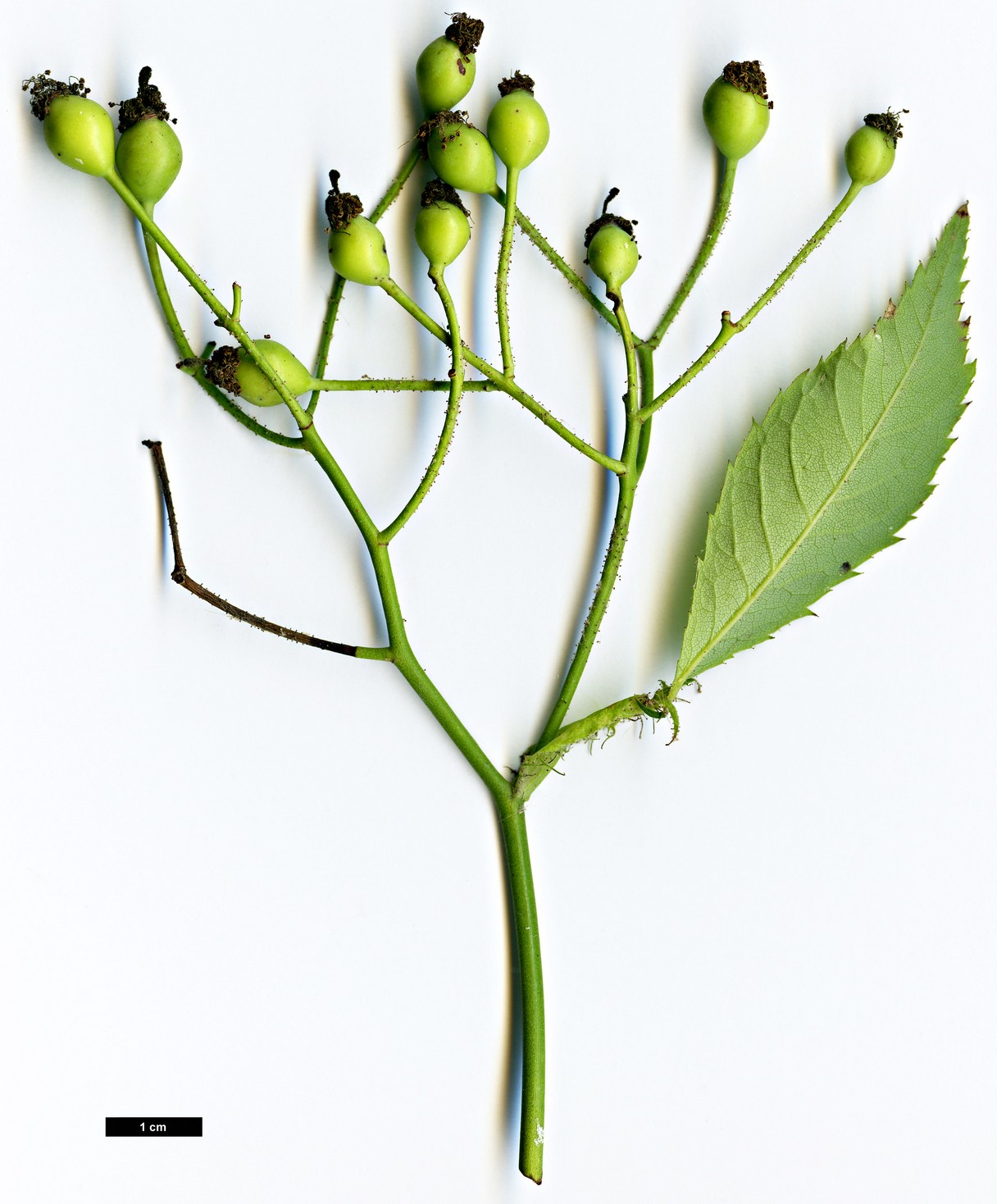 High resolution image: Family: Rosaceae - Genus: Rosa - Taxon: chinensis High resolution image: Family: Rosaceae - Genus: Rosa - Taxon: chinensis