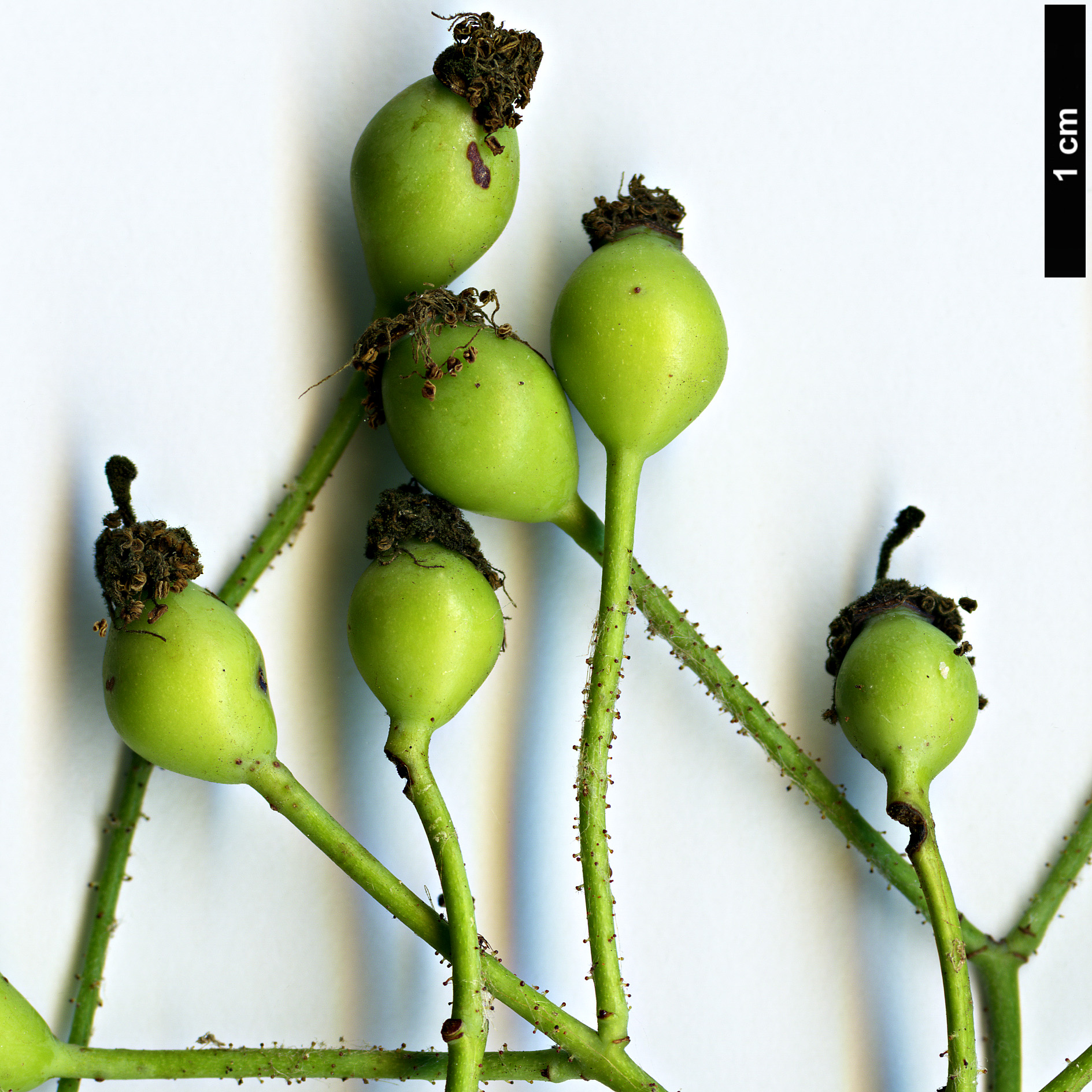 High resolution image: Family: Rosaceae - Genus: Rosa - Taxon: chinensis High resolution image: Family: Rosaceae - Genus: Rosa - Taxon: chinensis