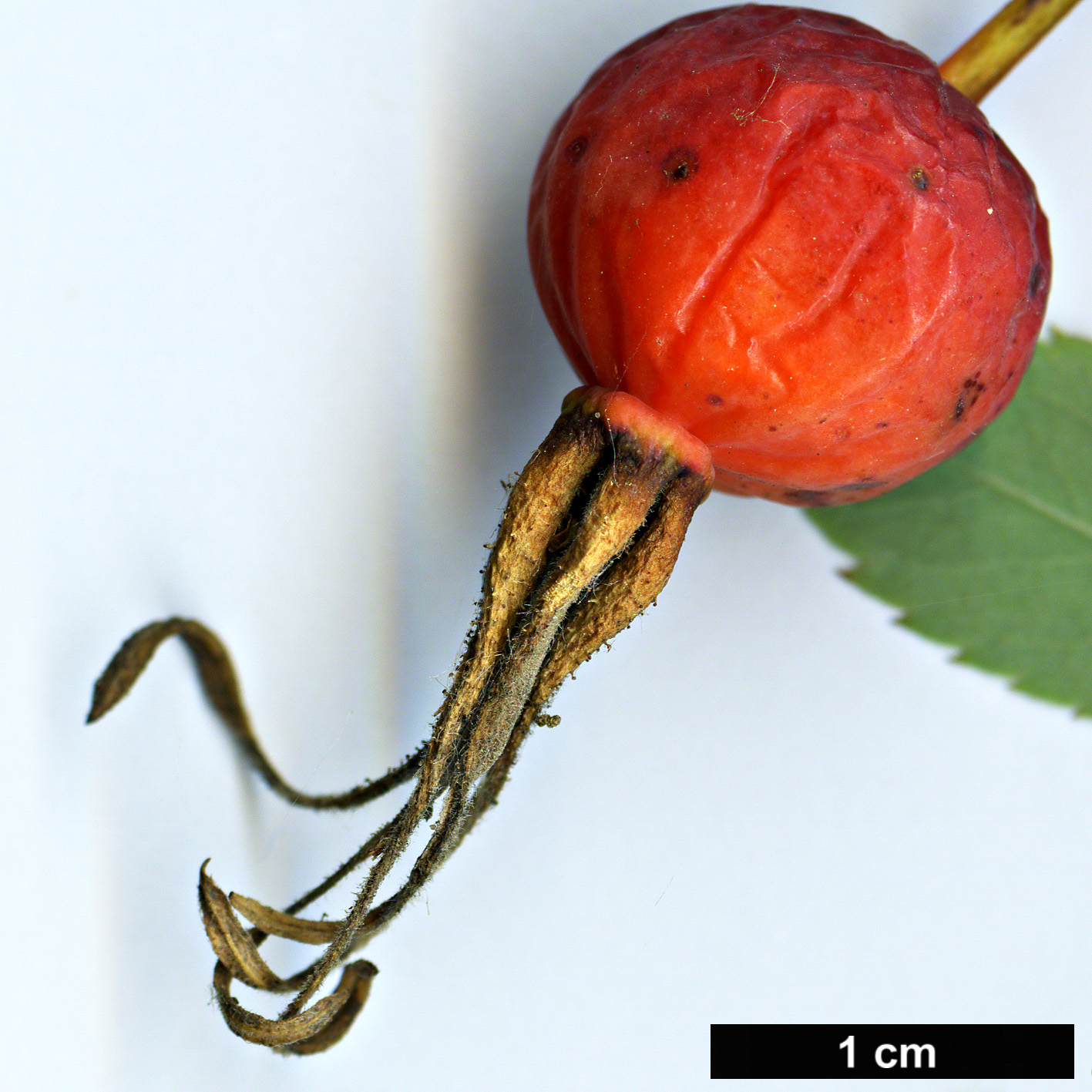 High resolution image: Family: Rosaceae - Genus: Rosa - Taxon: cinnamomea High resolution image: Family: Rosaceae - Genus: Rosa - Taxon: cinnamomea