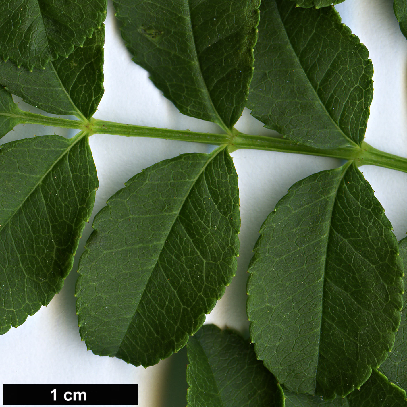 High resolution image: Family: Rosaceae - Genus: Rosa - Taxon: clinophylla