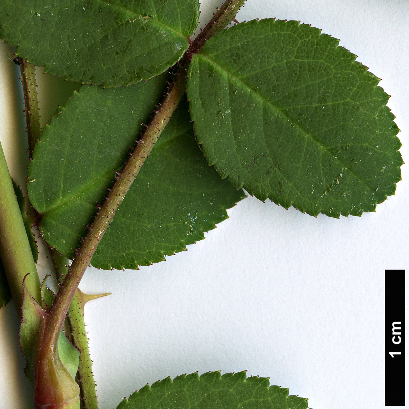 High resolution image: Family: Rosaceae - Genus: Rosa - Taxon: davidii