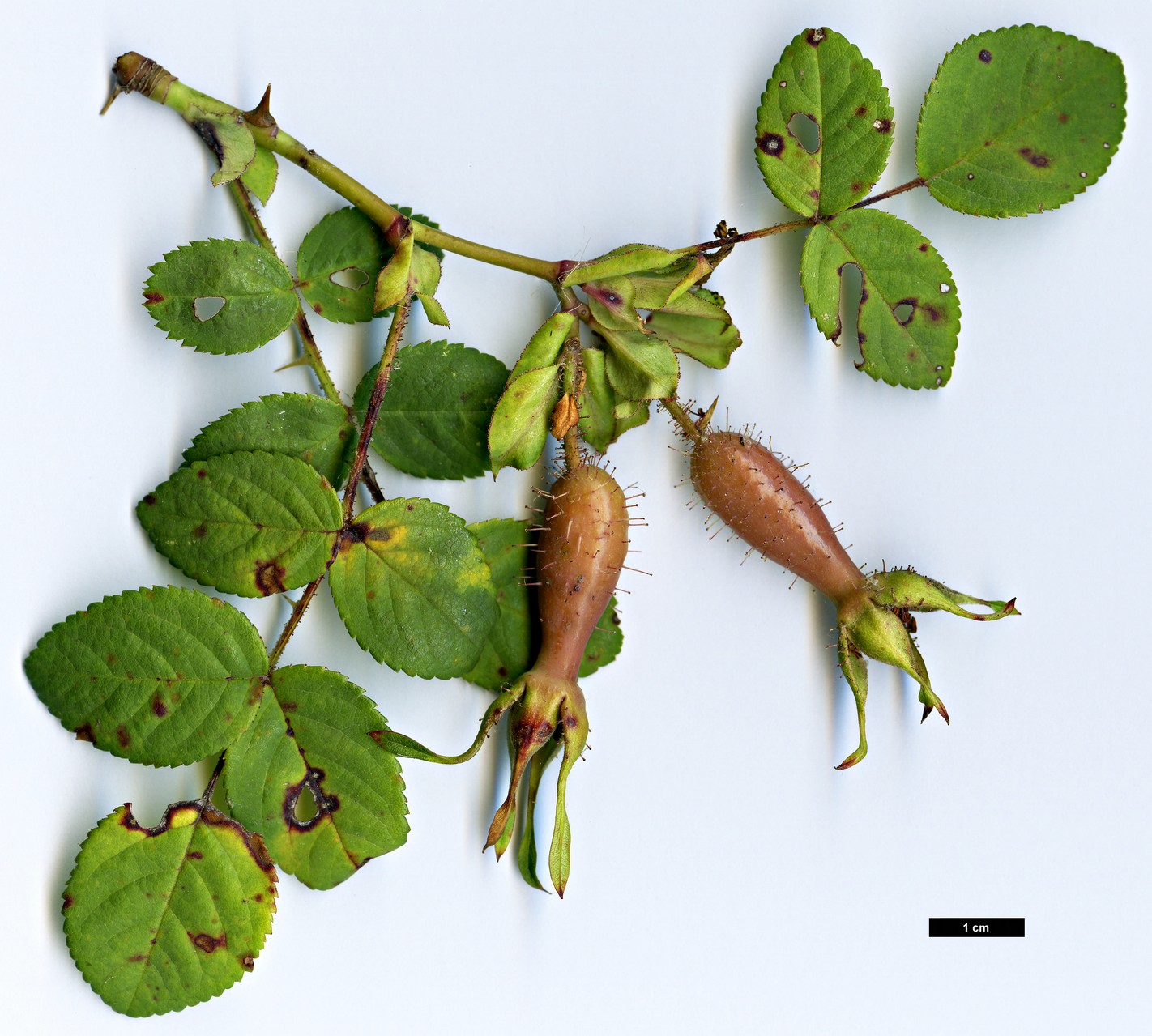 High resolution image: Family: Rosaceae - Genus: Rosa - Taxon: davidii