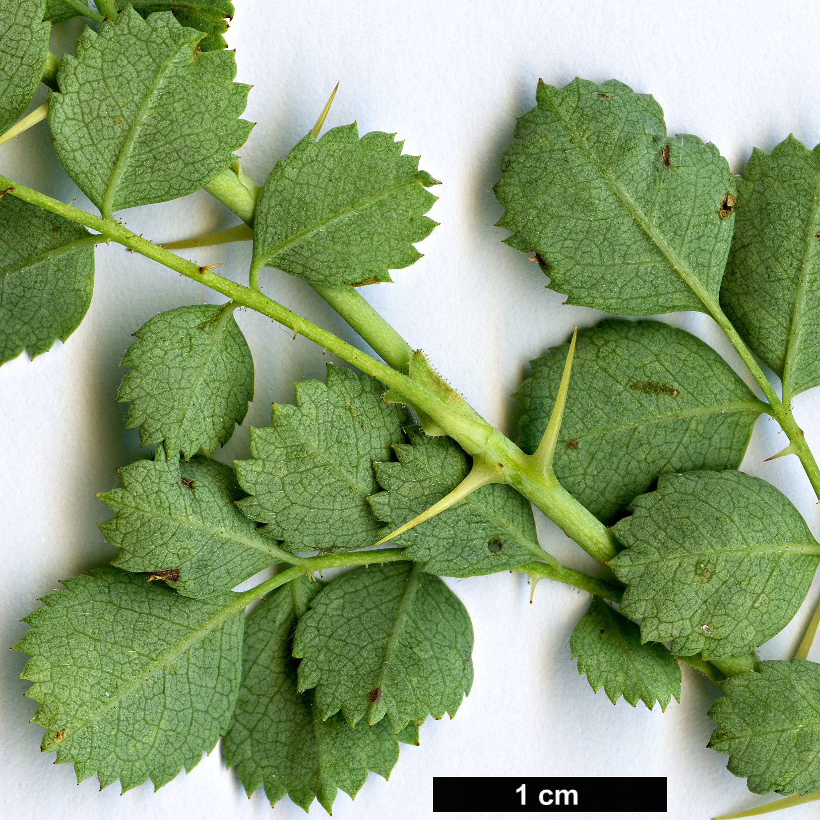 High resolution image: Family: Rosaceae - Genus: Rosa - Taxon: ecae