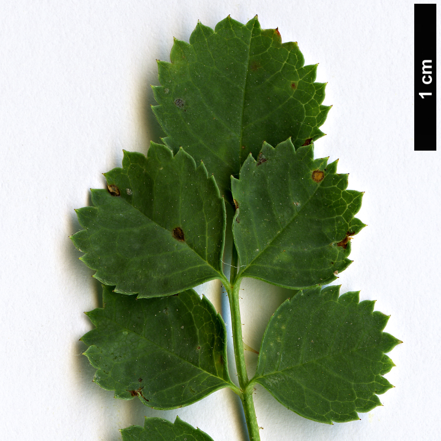 High resolution image: Family: Rosaceae - Genus: Rosa - Taxon: ecae