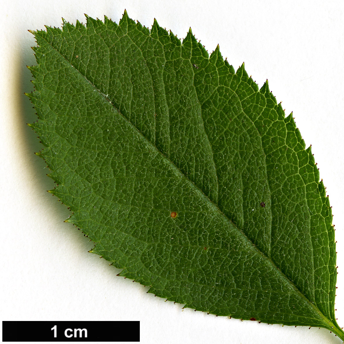 High resolution image: Family: Rosaceae - Genus: Rosa - Taxon: elliptica