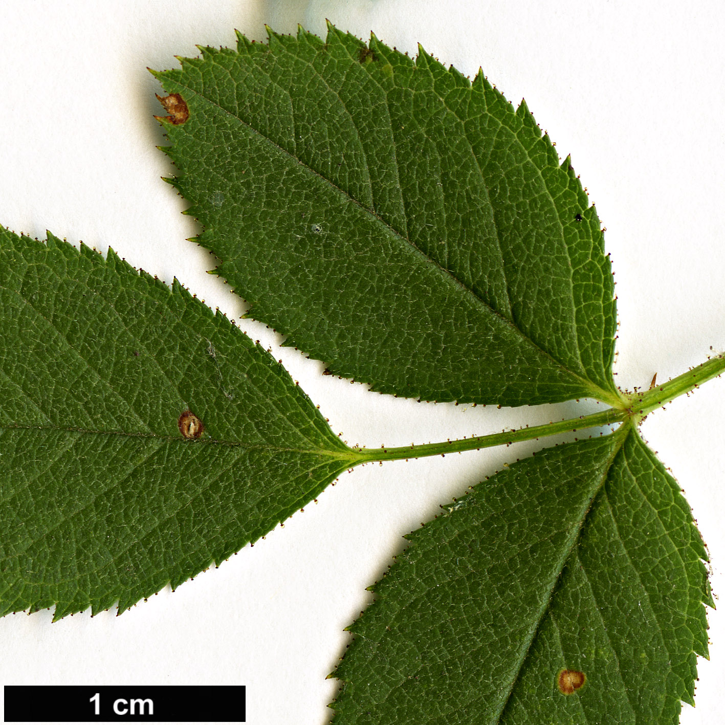 High resolution image: Family: Rosaceae - Genus: Rosa - Taxon: elliptica