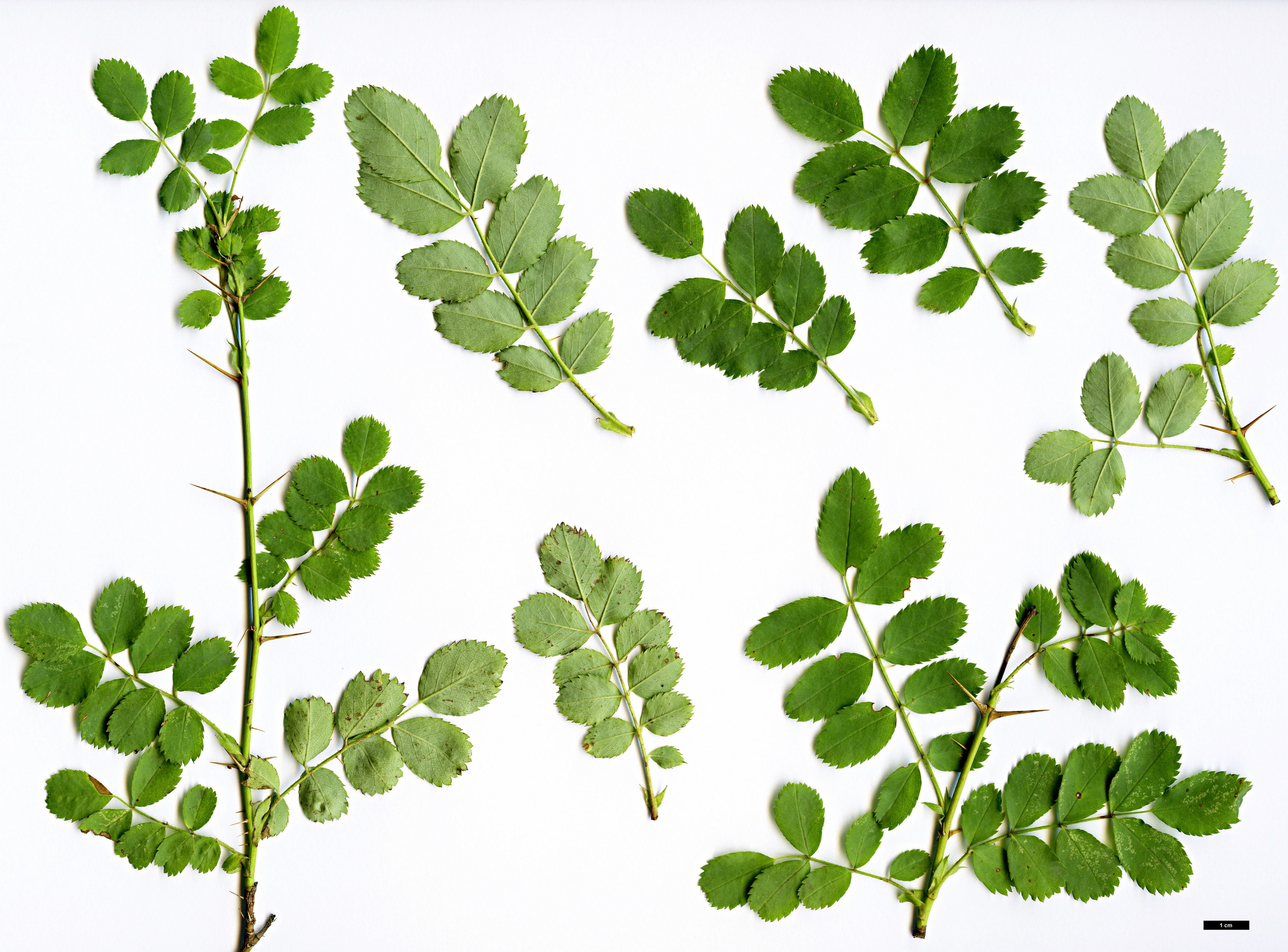 High resolution image: Family: Rosaceae - Genus: Rosa - Taxon: fedtschenkoana High resolution image: Family: Rosaceae - Genus: Rosa - Taxon: fedtschenkoana